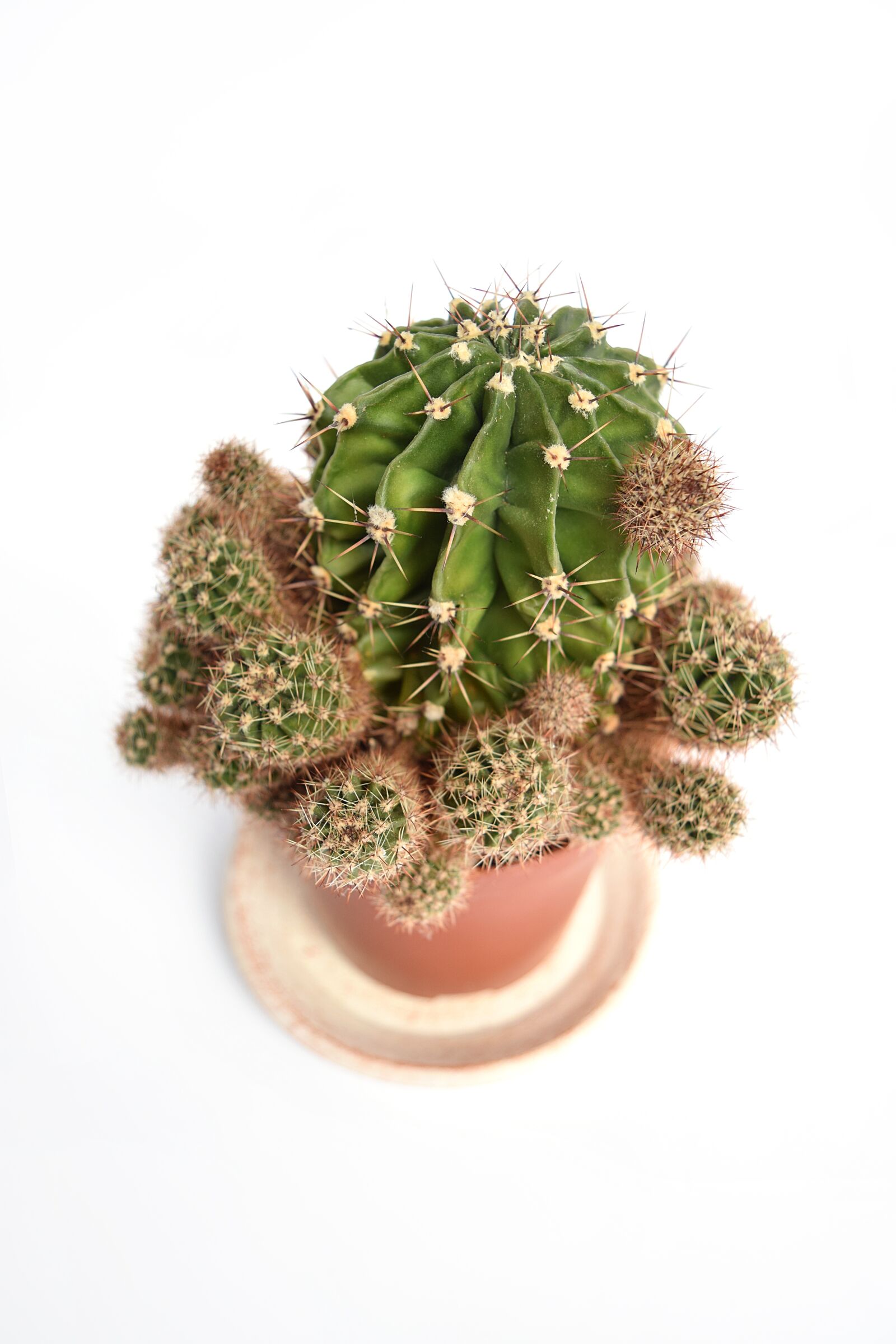 Nikon D3300 sample photo. Succulent, cactus, cacti photography