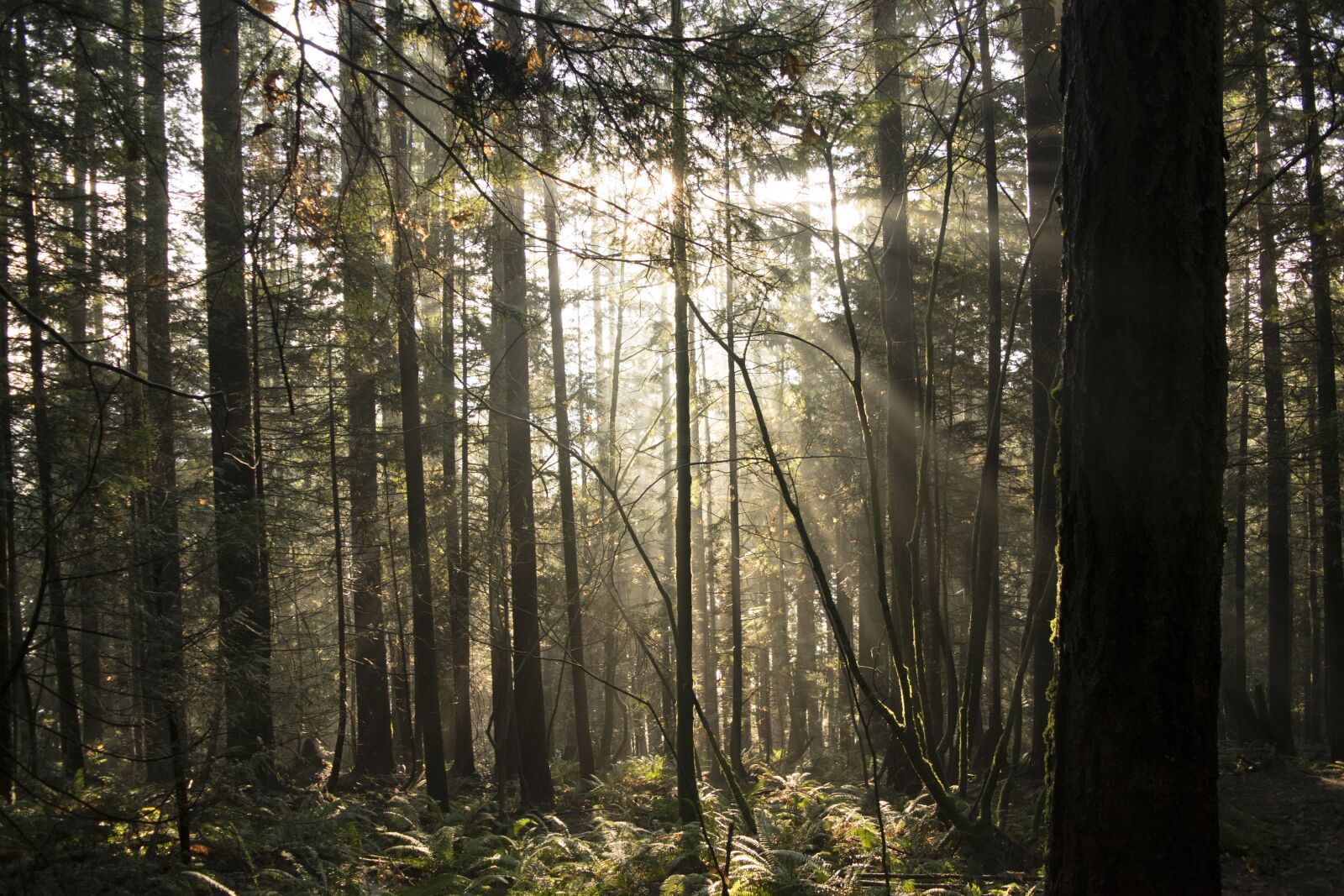 Nikon D5300 sample photo. Vancouver, british columbia, canadian photography