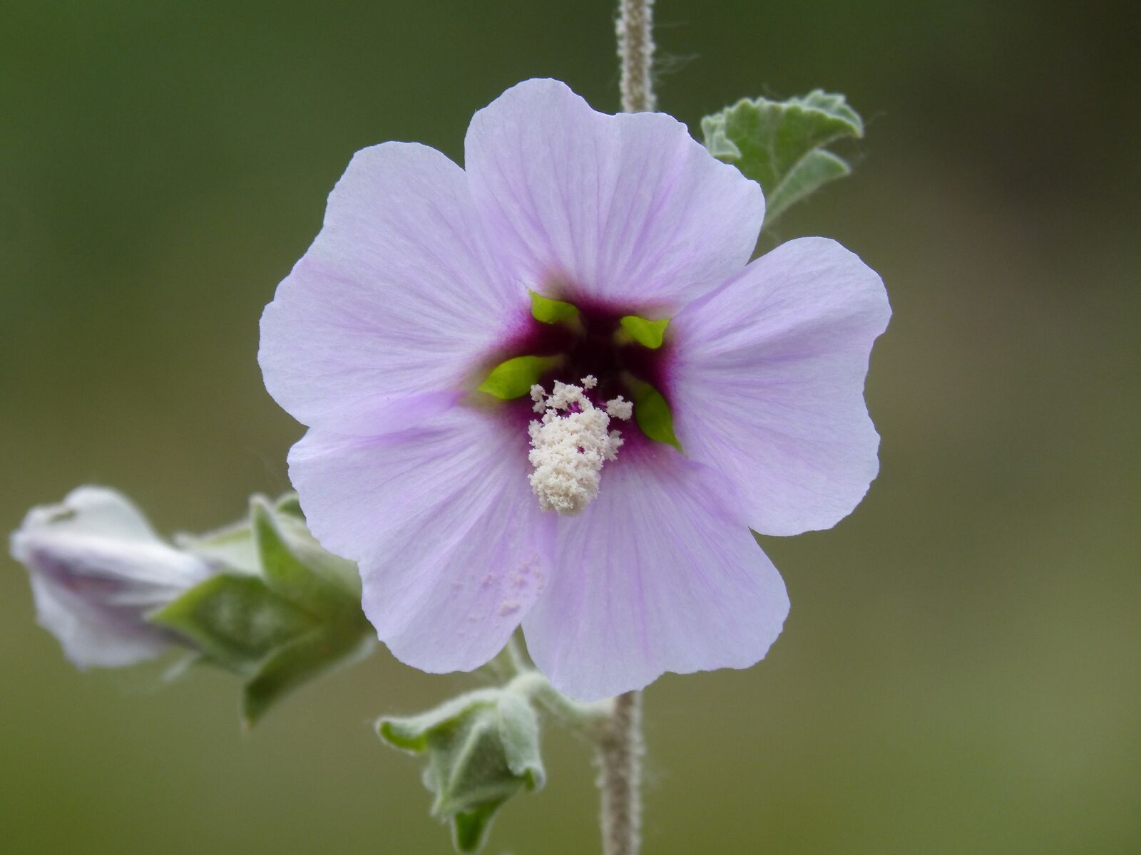 Panasonic DMC-FZ62 sample photo. Hibiscus syriacus, syrian rose photography