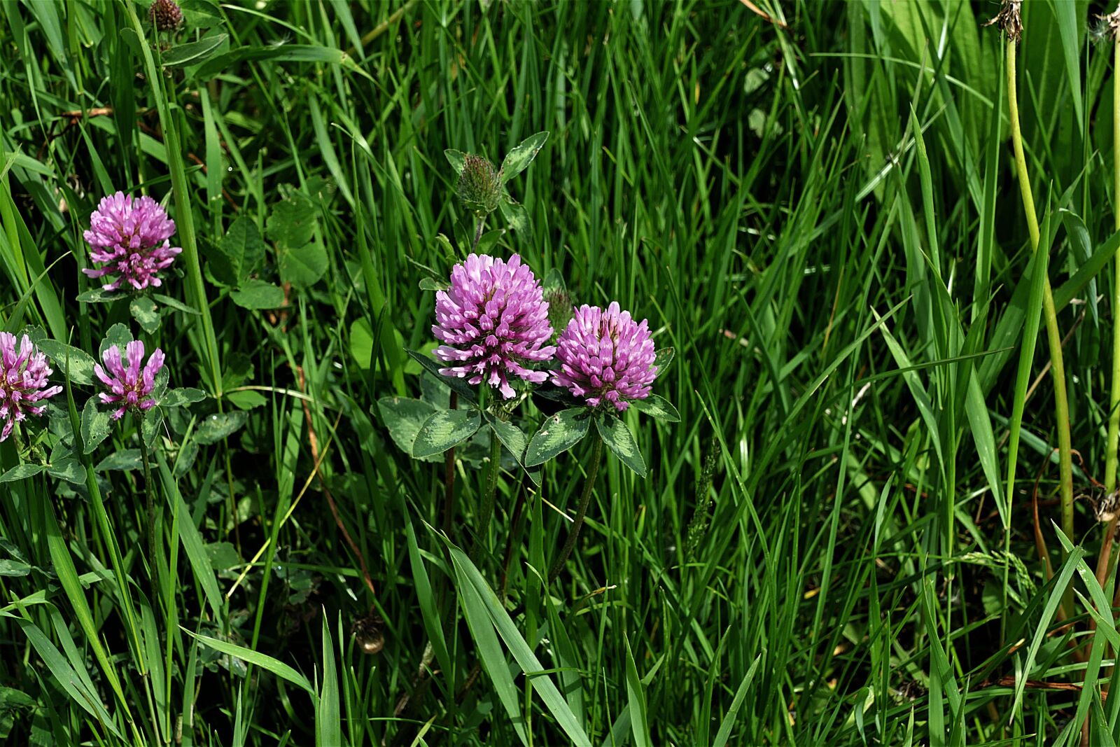 Panasonic Lumix DMC-FZ1000 sample photo. Red clover, flowers, pointed photography