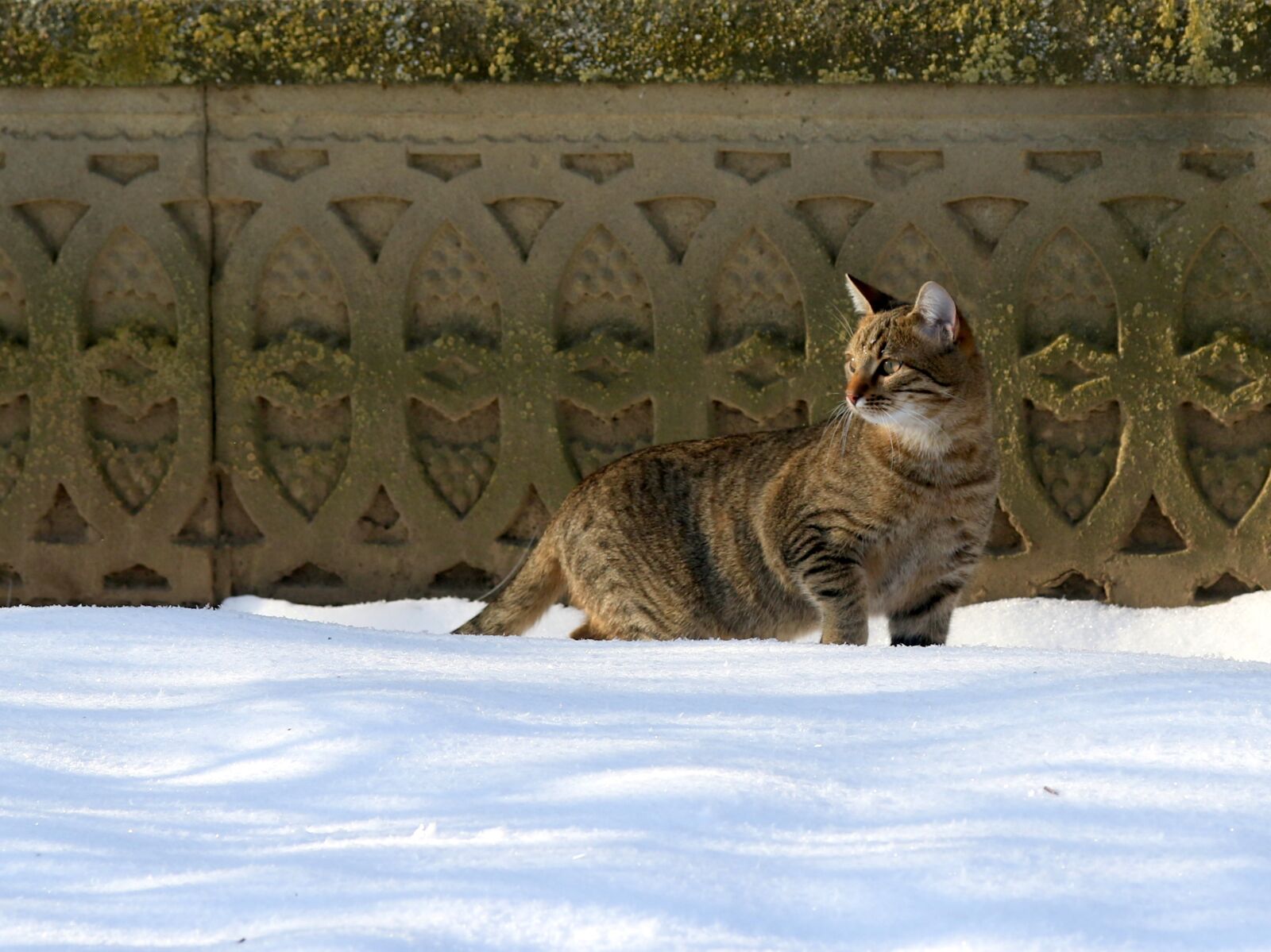 Canon EF-S 60mm F2.8 Macro USM sample photo. Cat, snow, gray photography