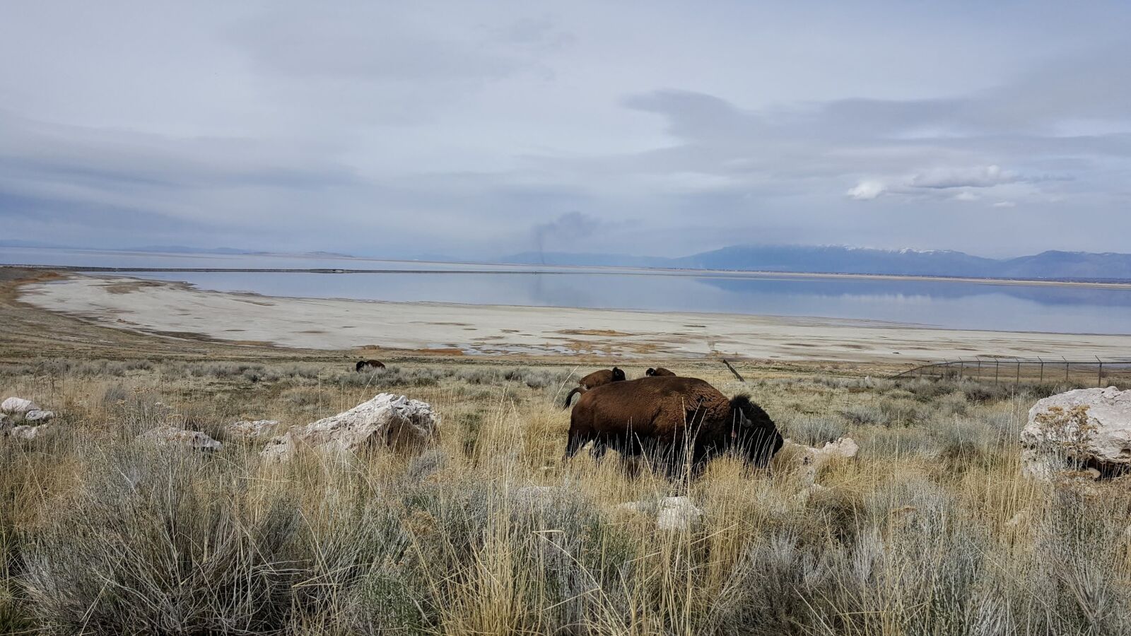 Samsung Galaxy S6 sample photo. Antelope island, buffalo, bison photography