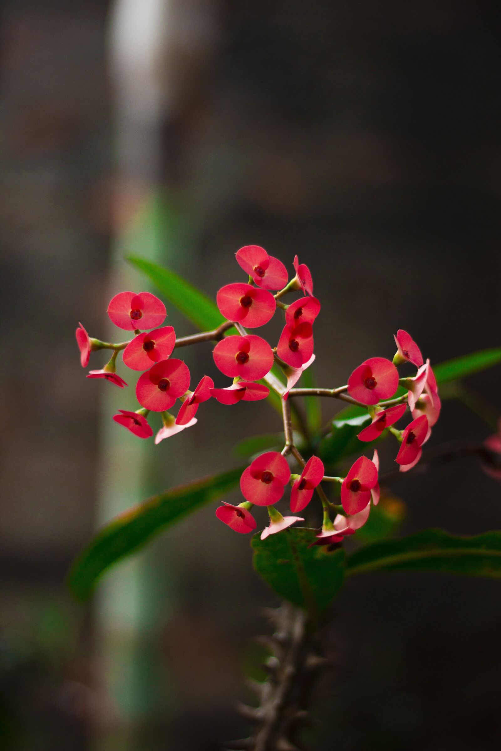 Canon EF 50mm F1.8 STM sample photo. Flower, red, flowers photography