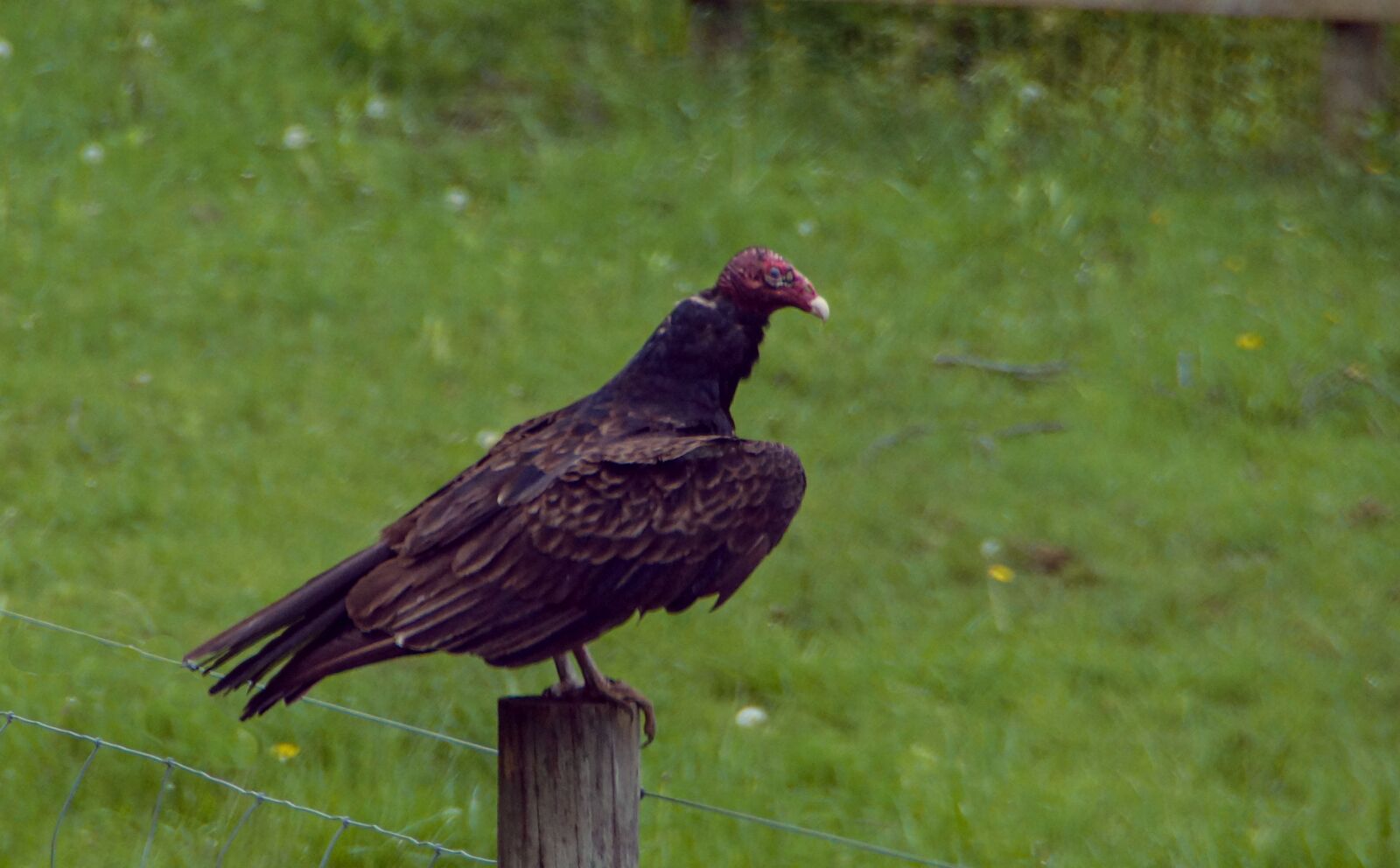 Sony SLT-A77 sample photo. Buzzard, predator, nature photography