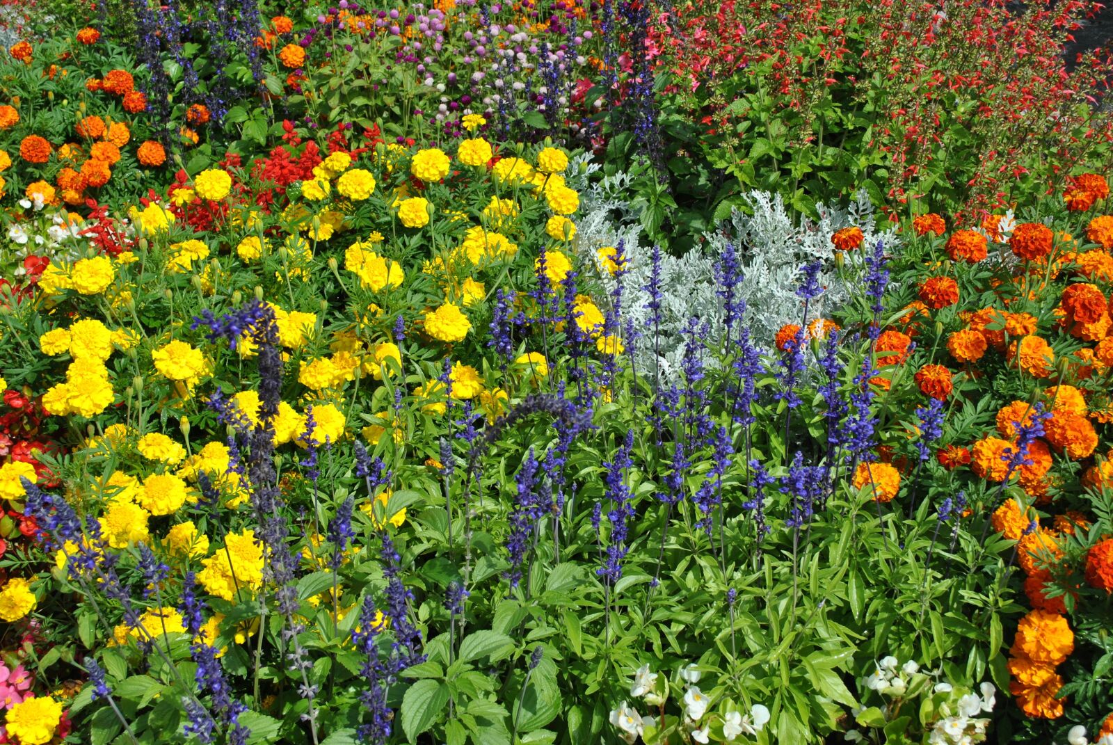 Nikon D3000 sample photo. Flowers, flower, plants photography