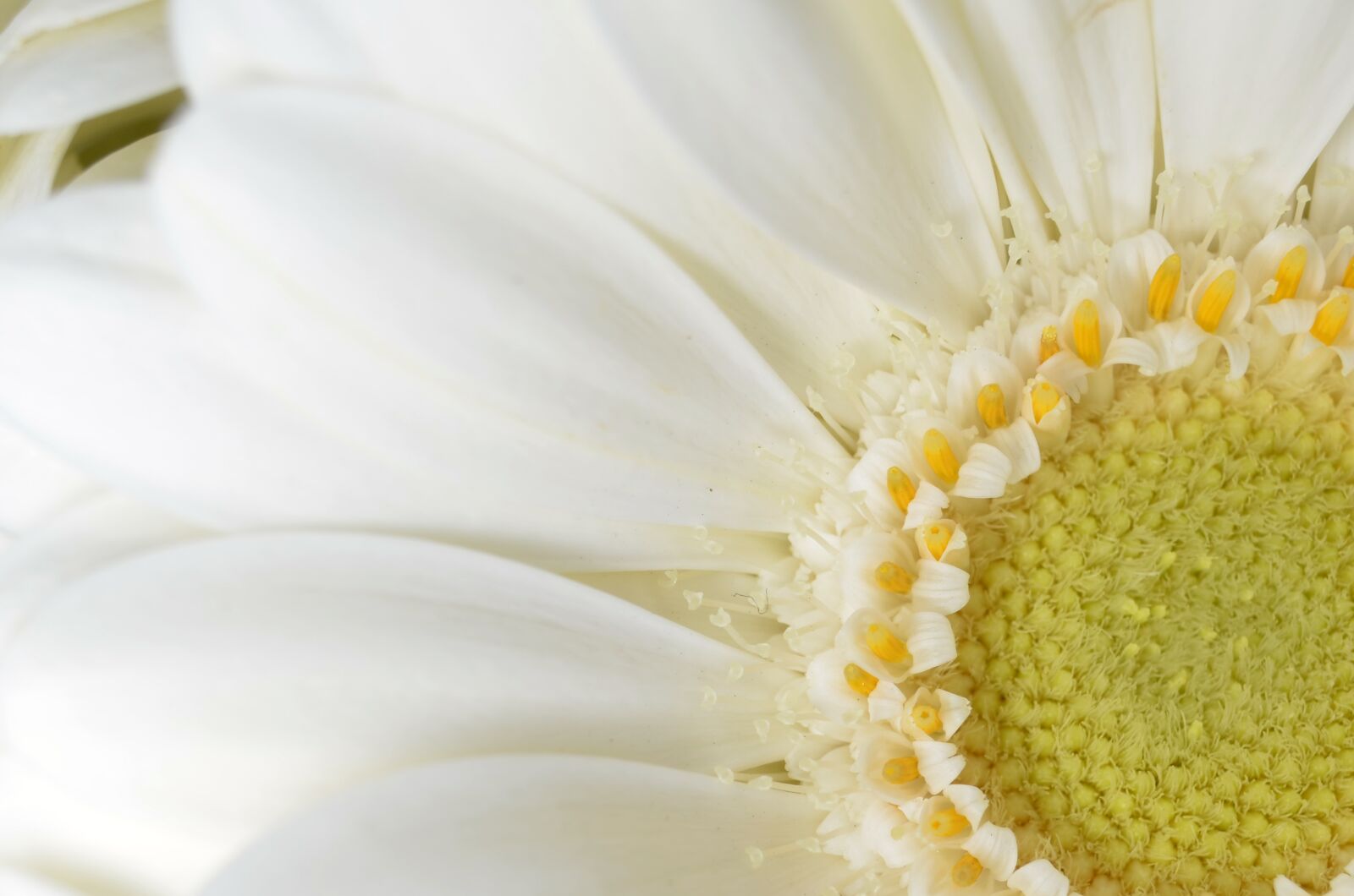Nikon D5100 sample photo. Gerbera, germini, close up photography