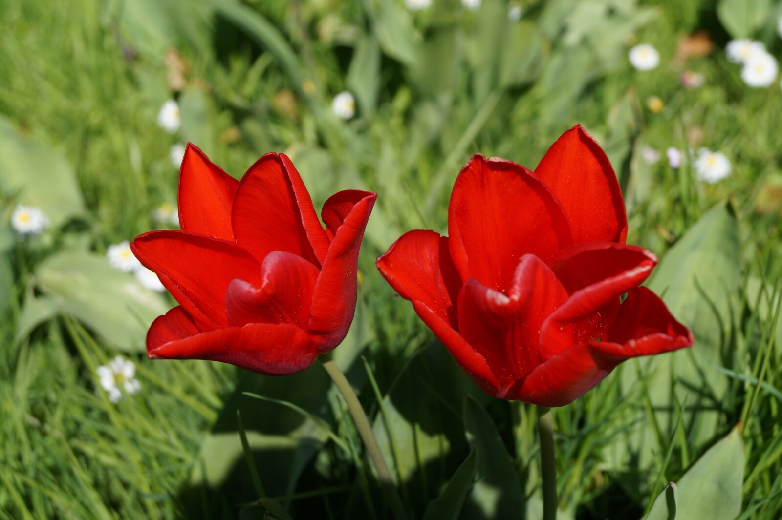 Sony DT 18-55mm F3.5-5.6 SAM II sample photo. Flowers, meadow, tulip photography