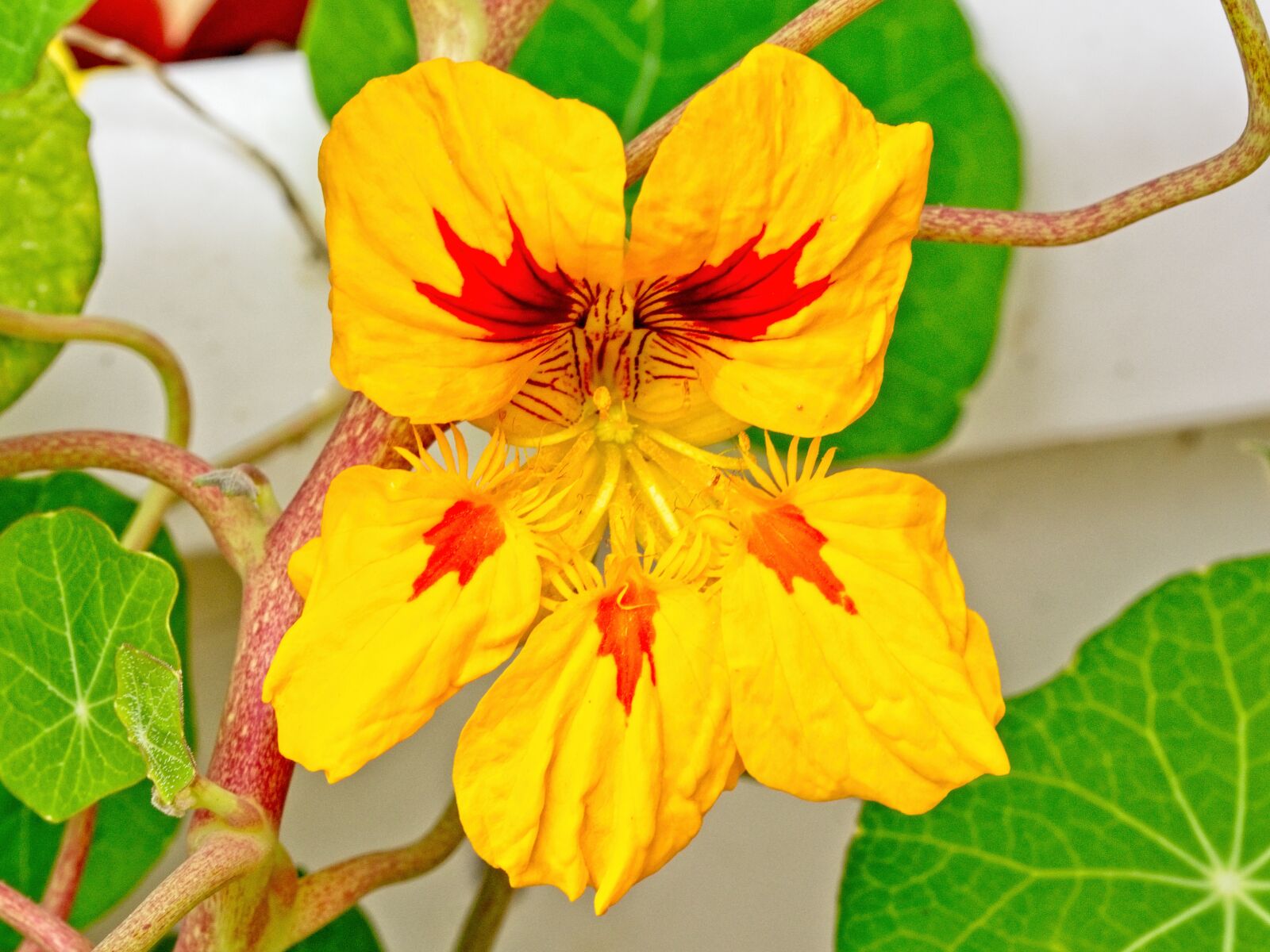 Sigma 105mm F2.8 EX DG OS HSM sample photo. Nasturtium, blossom, bloom photography