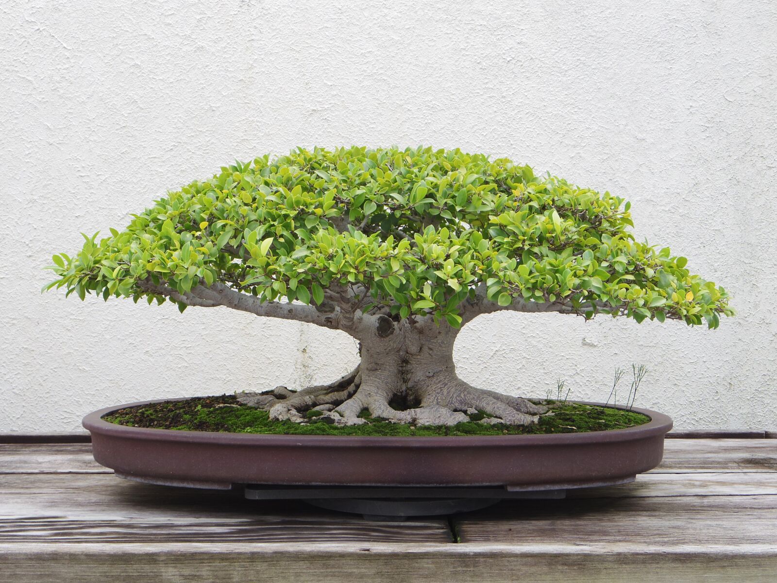 Pentax 02 Standard Zoom sample photo. Bonsai, tree, plant photography