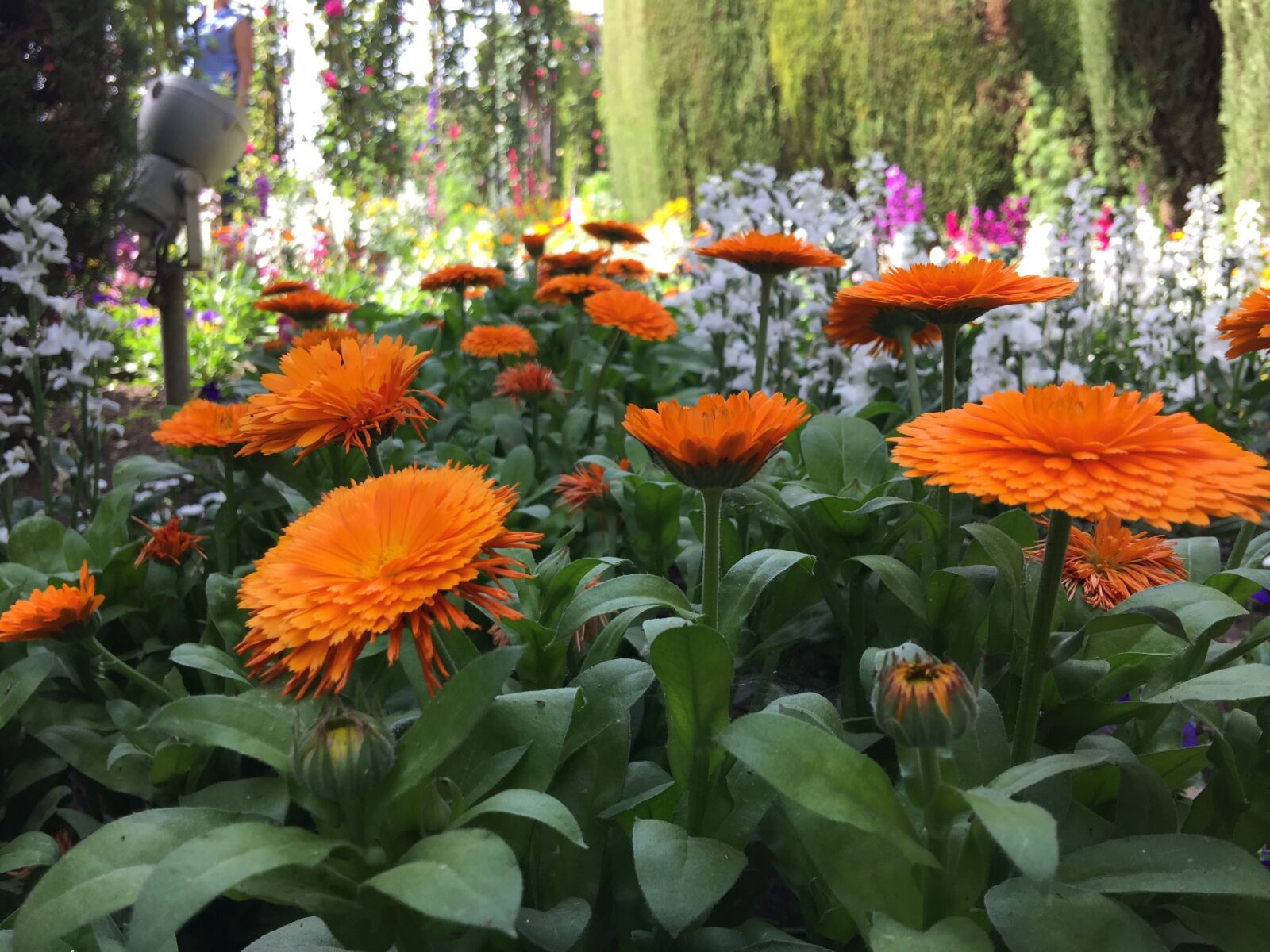 iPhone 6 Plus back camera 4.15mm f/2.2 sample photo. Flowers, generalife, alhambra photography