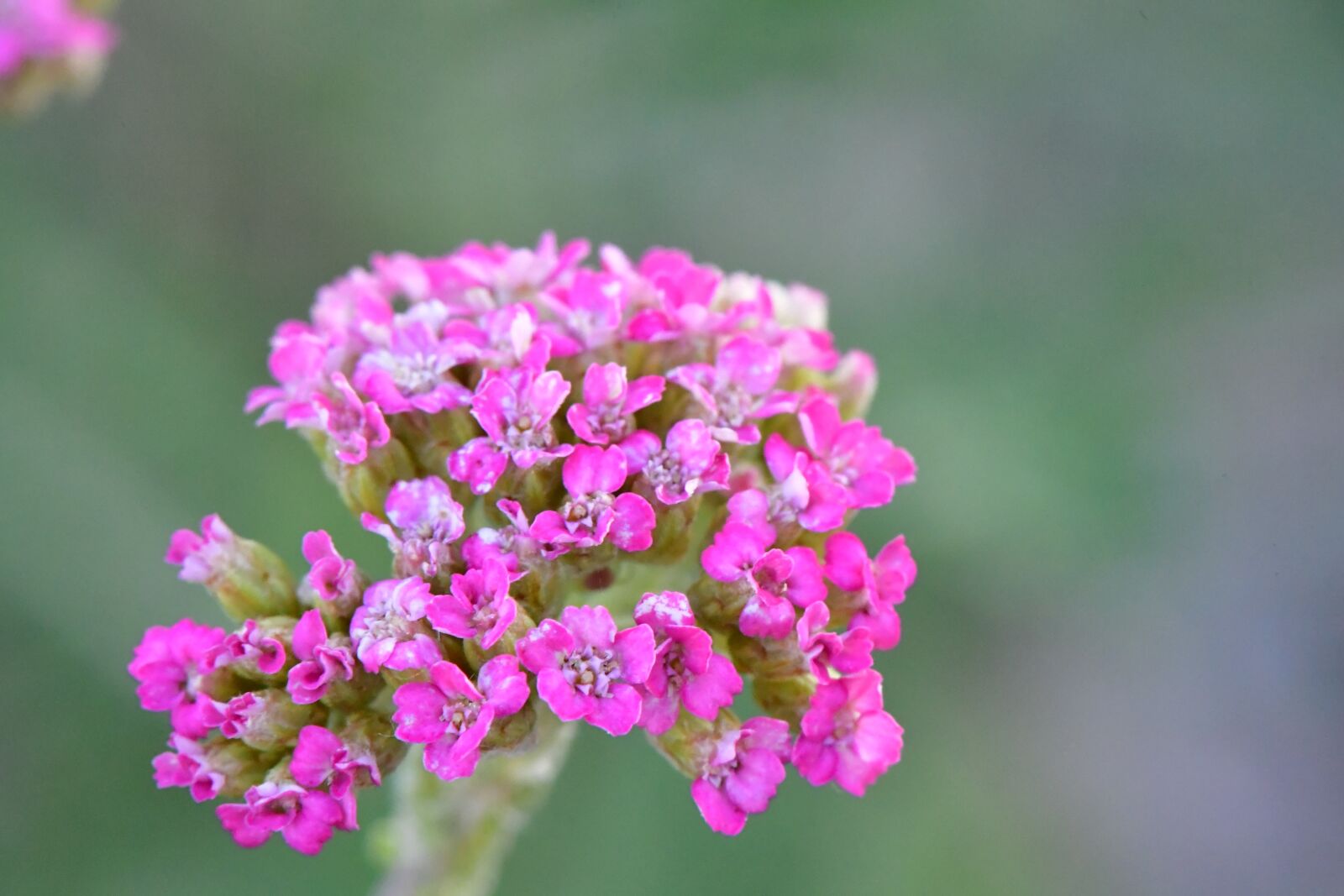 Nikon D5 sample photo. Flower, pink, spring photography