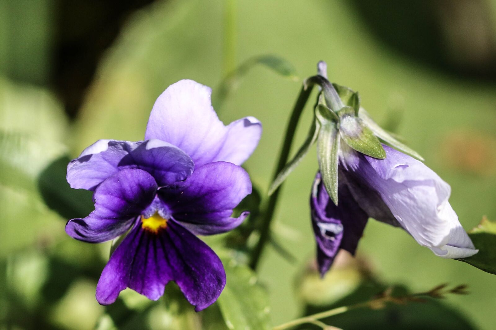 Canon EOS 7D Mark II sample photo. Pansy, flower, summer flower photography