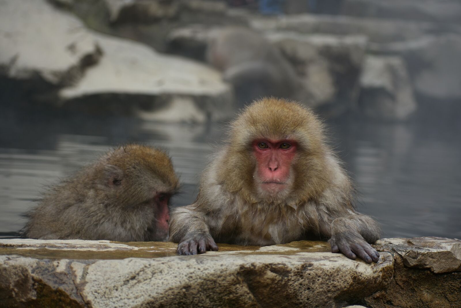 Nikon D7200 sample photo. Animal, monkey, baby japanese photography
