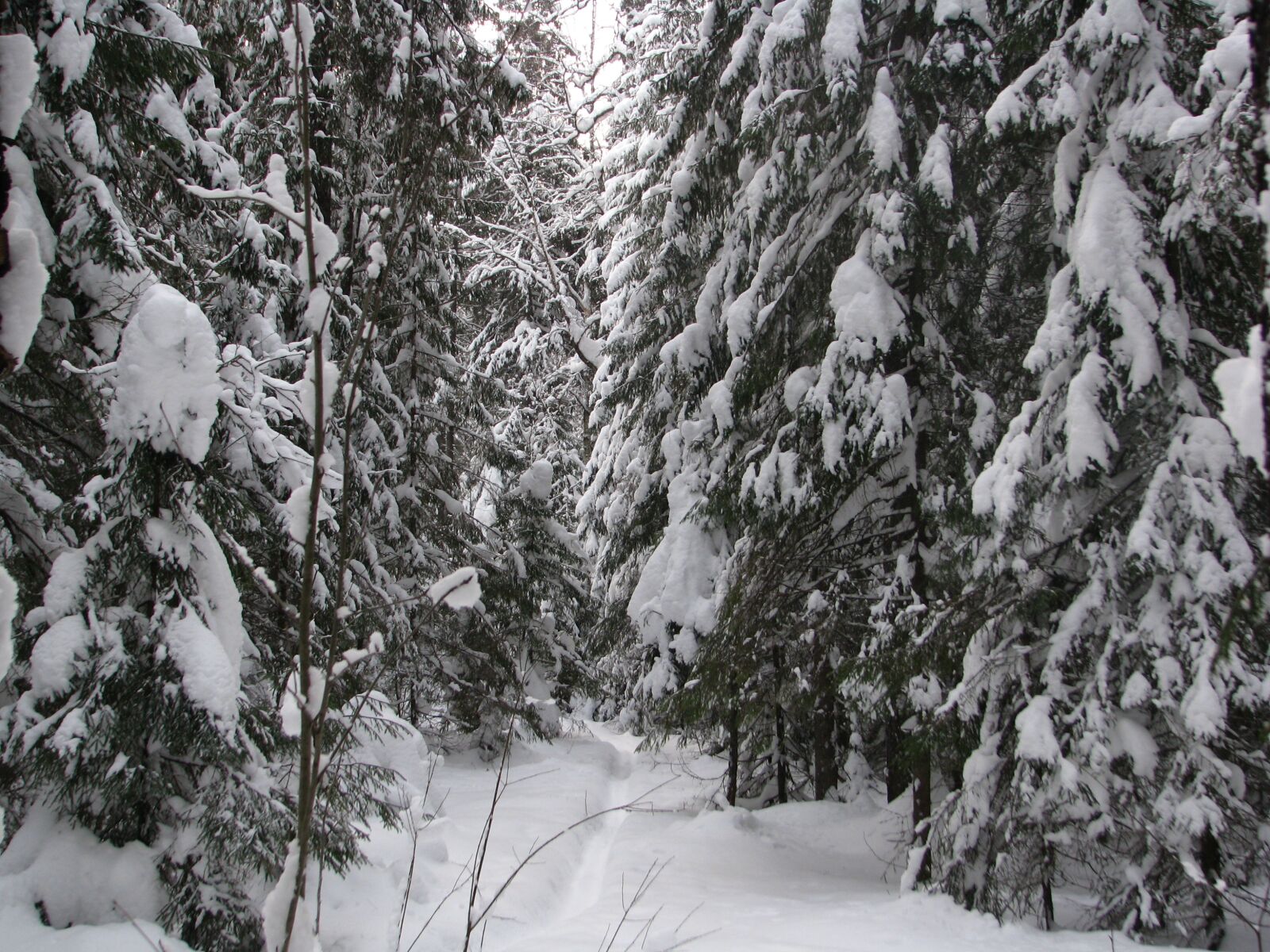 Canon POWERSHOT S5 IS sample photo. Winter, forest, trail photography