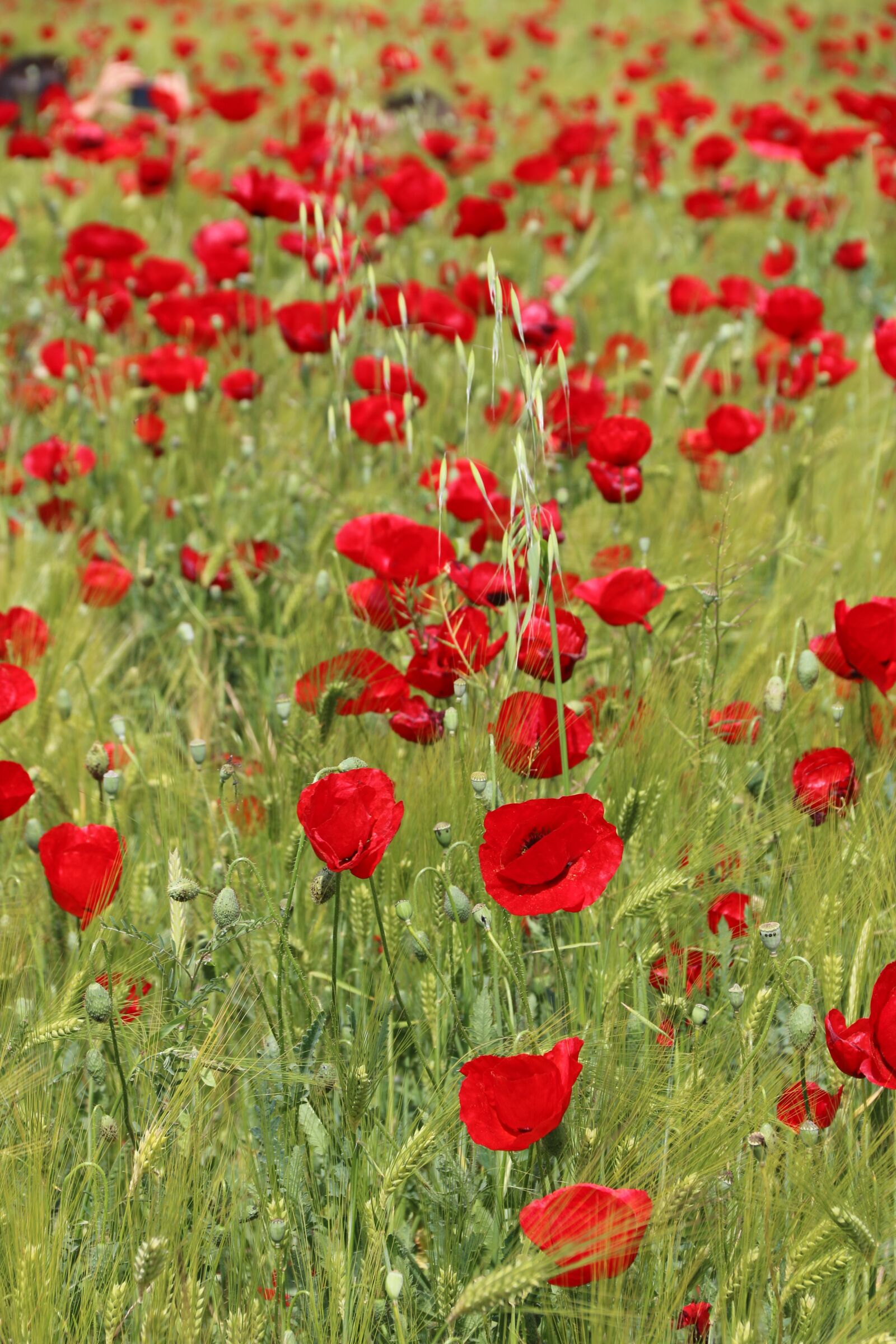 Canon EF-S 18-135mm F3.5-5.6 IS sample photo. Papaver rhoeas, flower, plant photography