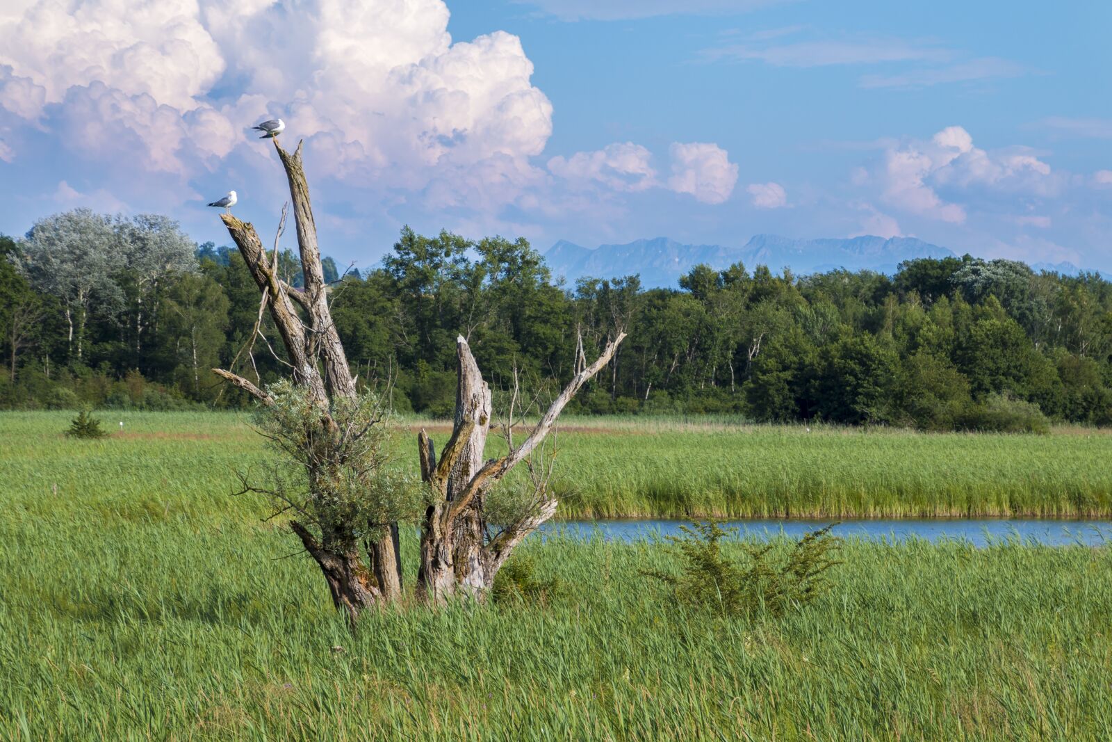 Canon EOS 70D sample photo. Reed, tree, landscape photography