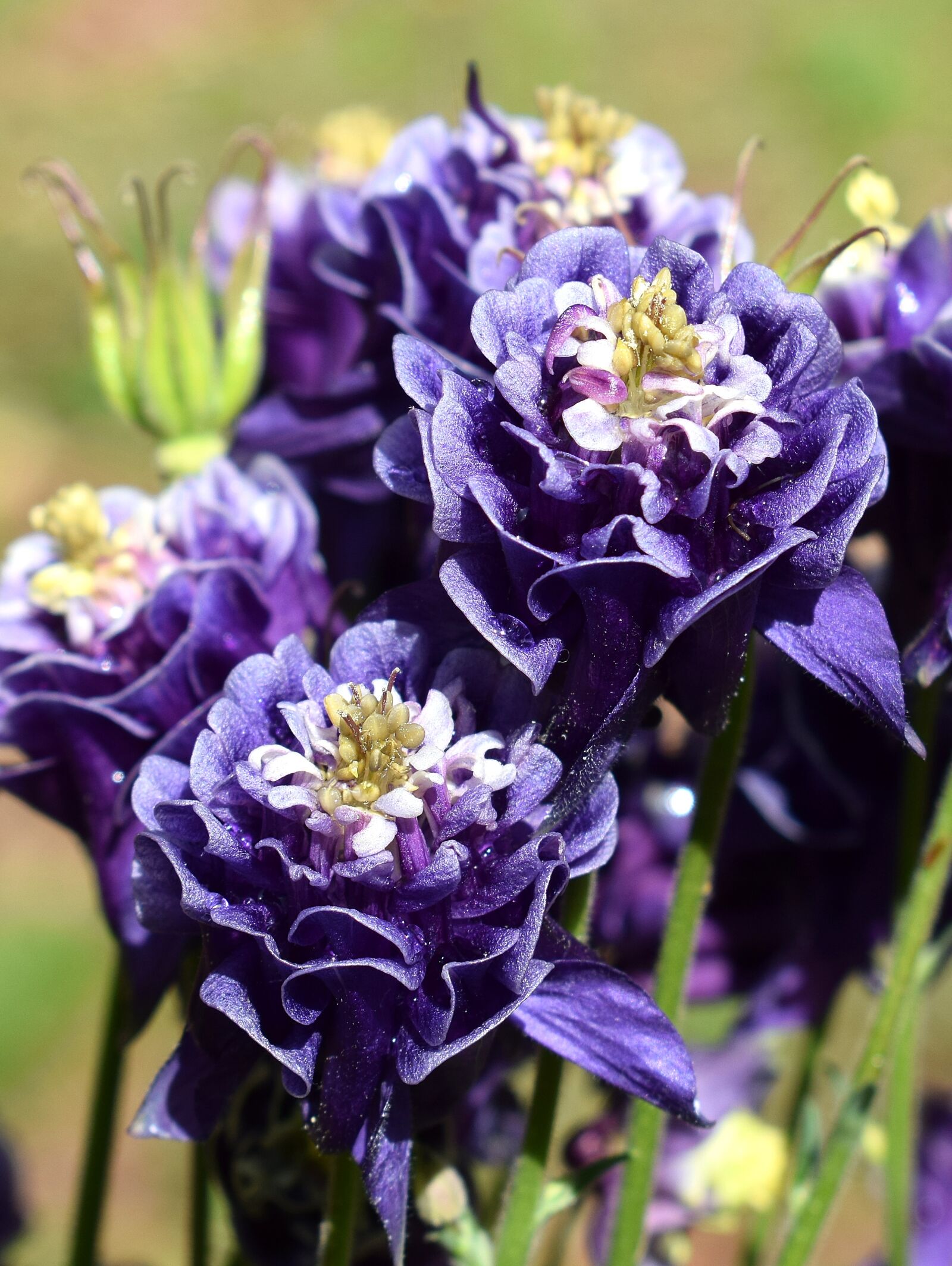 Nikon D3300 sample photo. Rain-wet columbine, rain drops photography