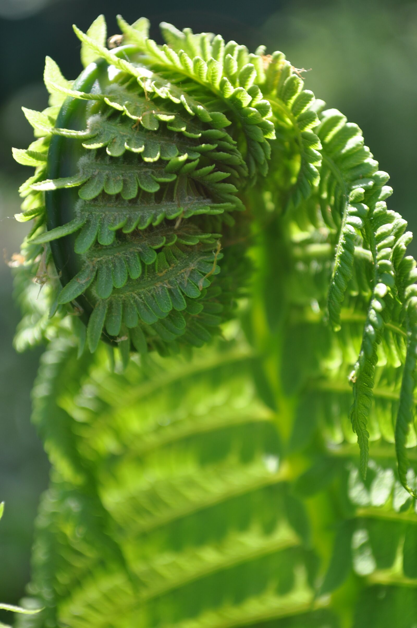 Nikon D5000 sample photo. Green, fern, nature photography