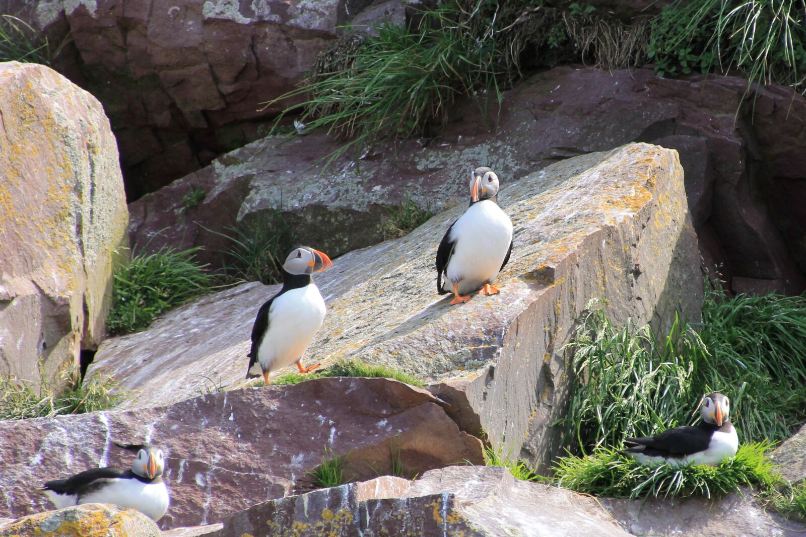 Canon EOS 1100D (EOS Rebel T3 / EOS Kiss X50) sample photo. Puffin, seabird, atlantic photography