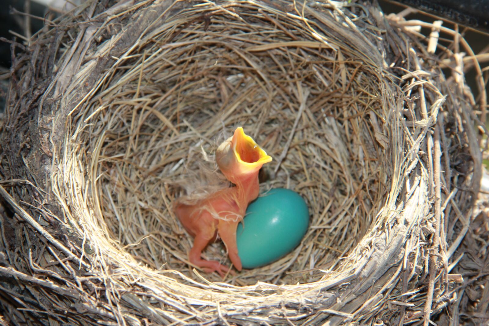 Canon EOS 60D sample photo. Robin, nest, bird photography
