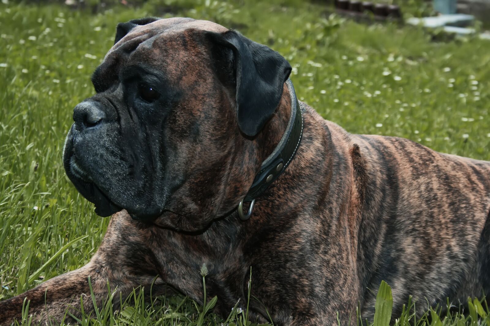 Canon EOS 400D (EOS Digital Rebel XTi / EOS Kiss Digital X) sample photo. Franky, dog, boxer photography