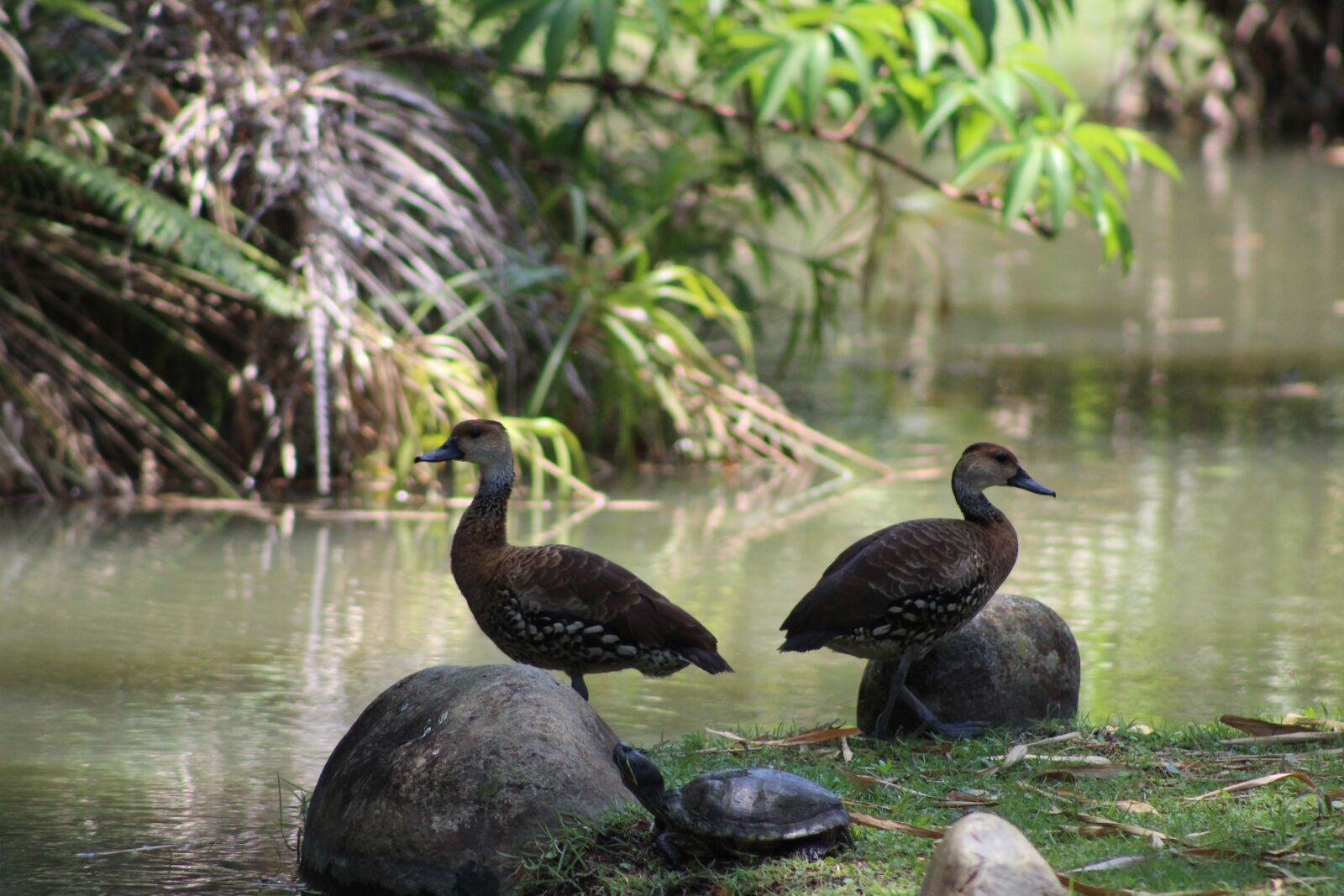 Canon EOS 1300D (EOS Rebel T6 / EOS Kiss X80) sample photo. Ecosystem, ducks, natural photography