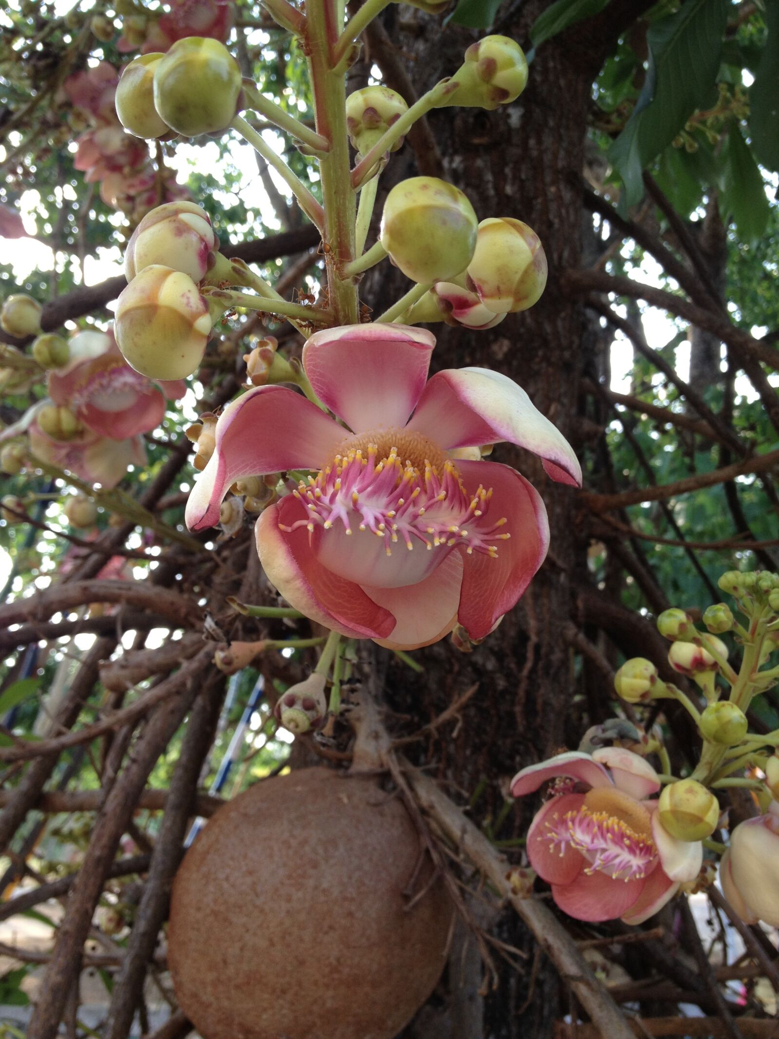 Apple iPhone 4S sample photo. Flower, exotic, exotic flower photography