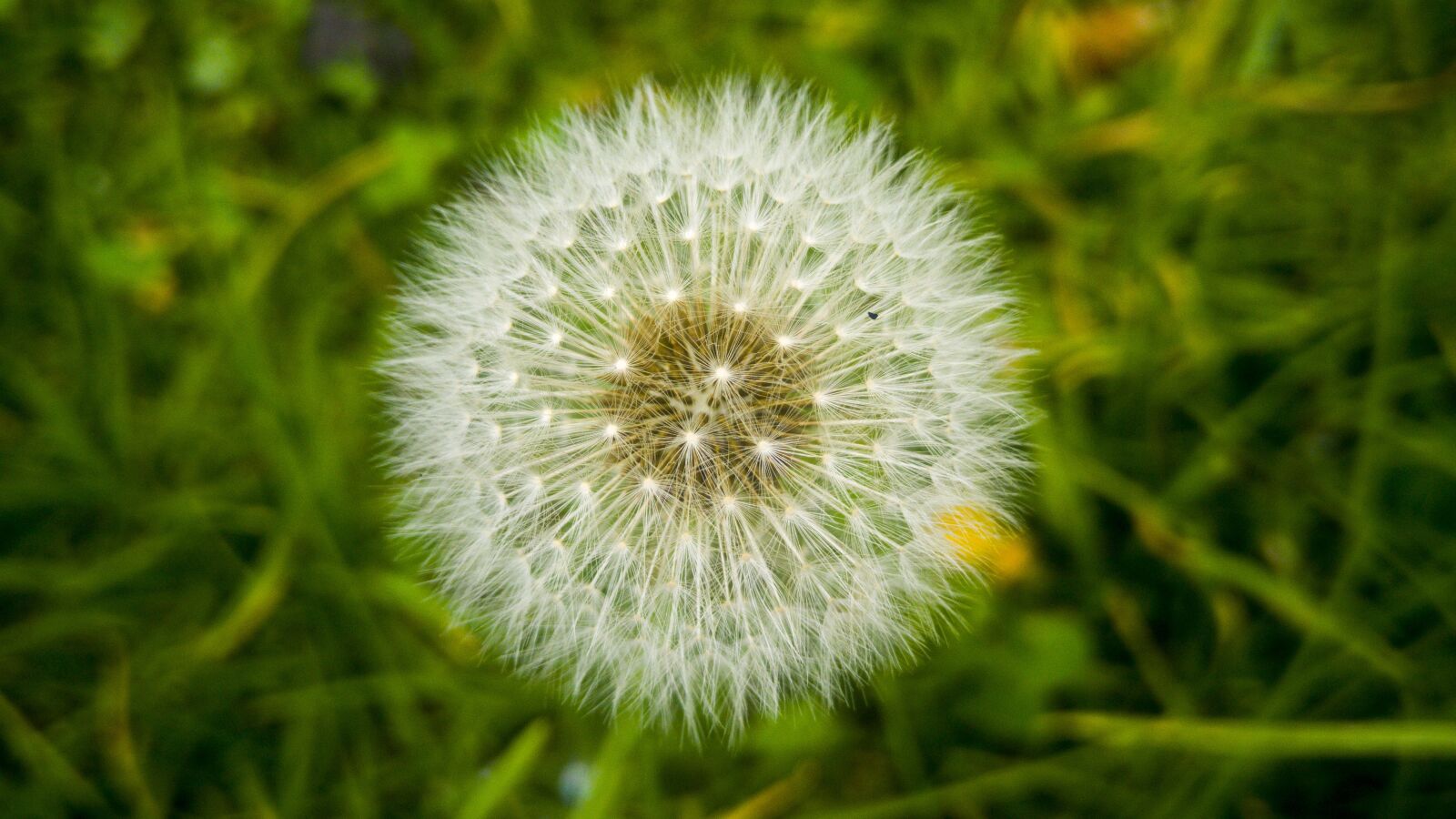 LG G4 sample photo. Dandelion, nature, lawn photography