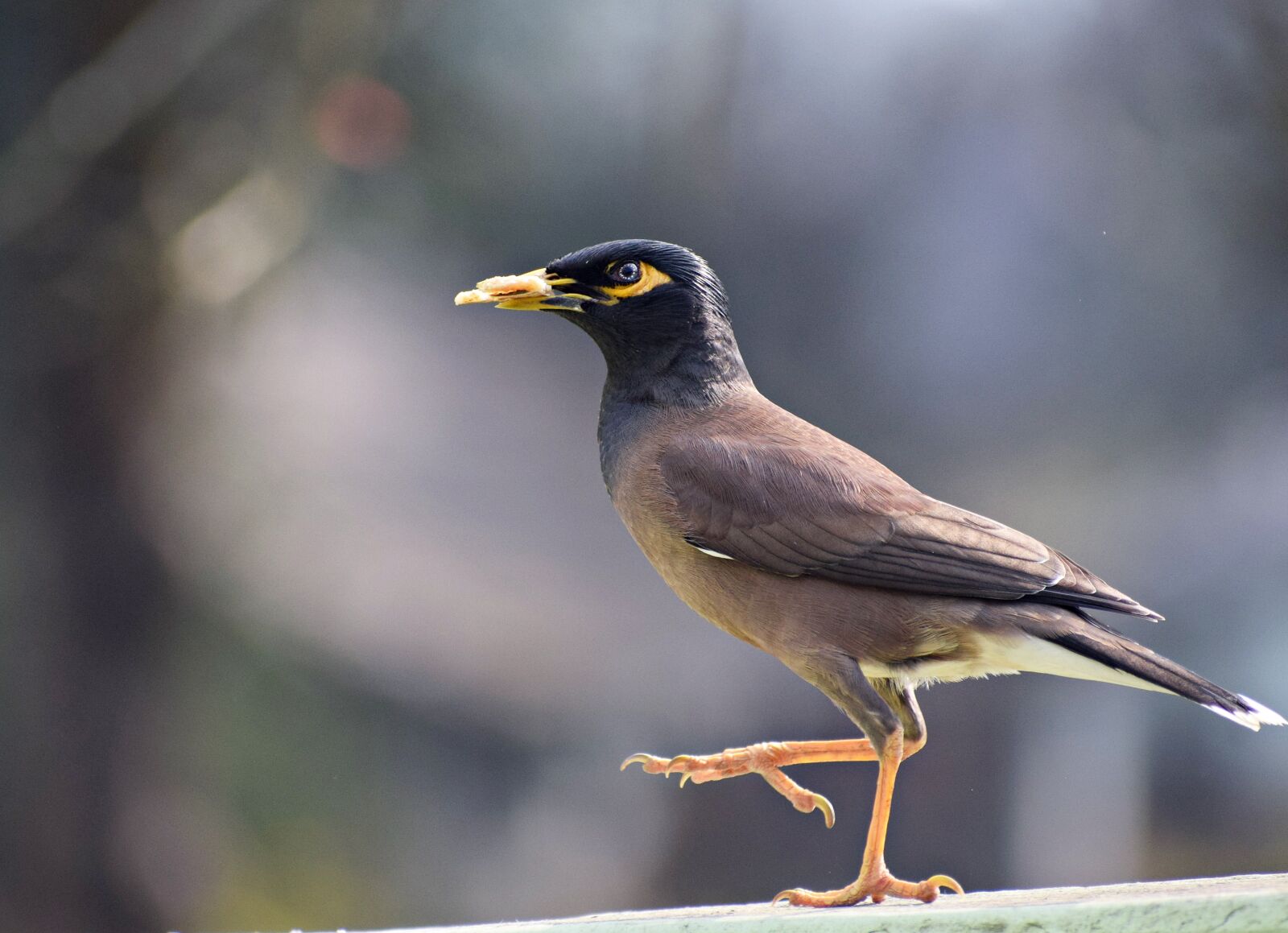 Nikon D3300 sample photo. Indian maina, bird, maina photography