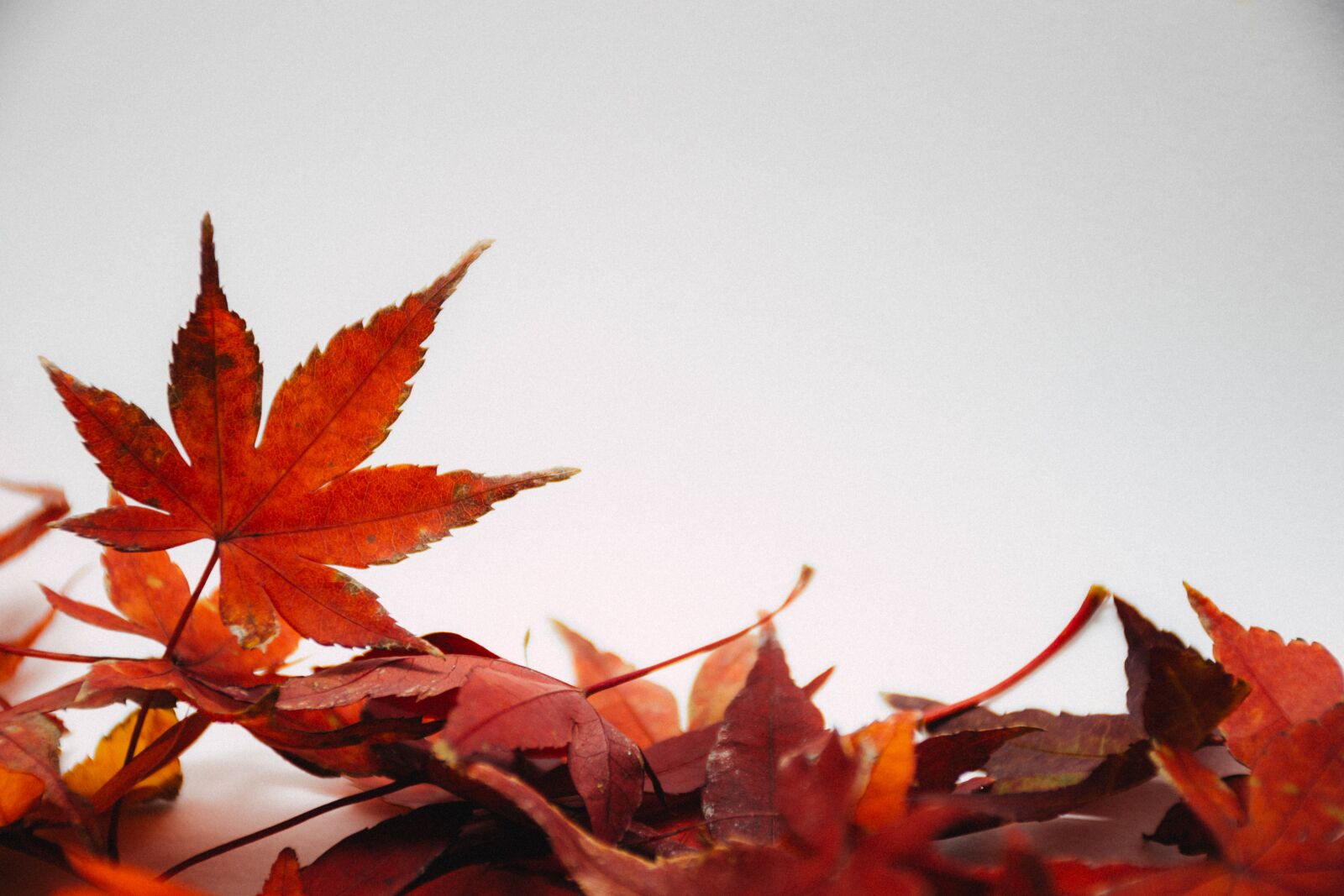 Nikon D7200 sample photo. Leaves, autumn, fall photography
