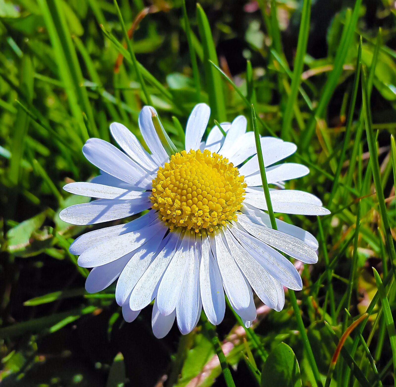 Samsung Galaxy Alpha sample photo. Daisy, grass, nature photography
