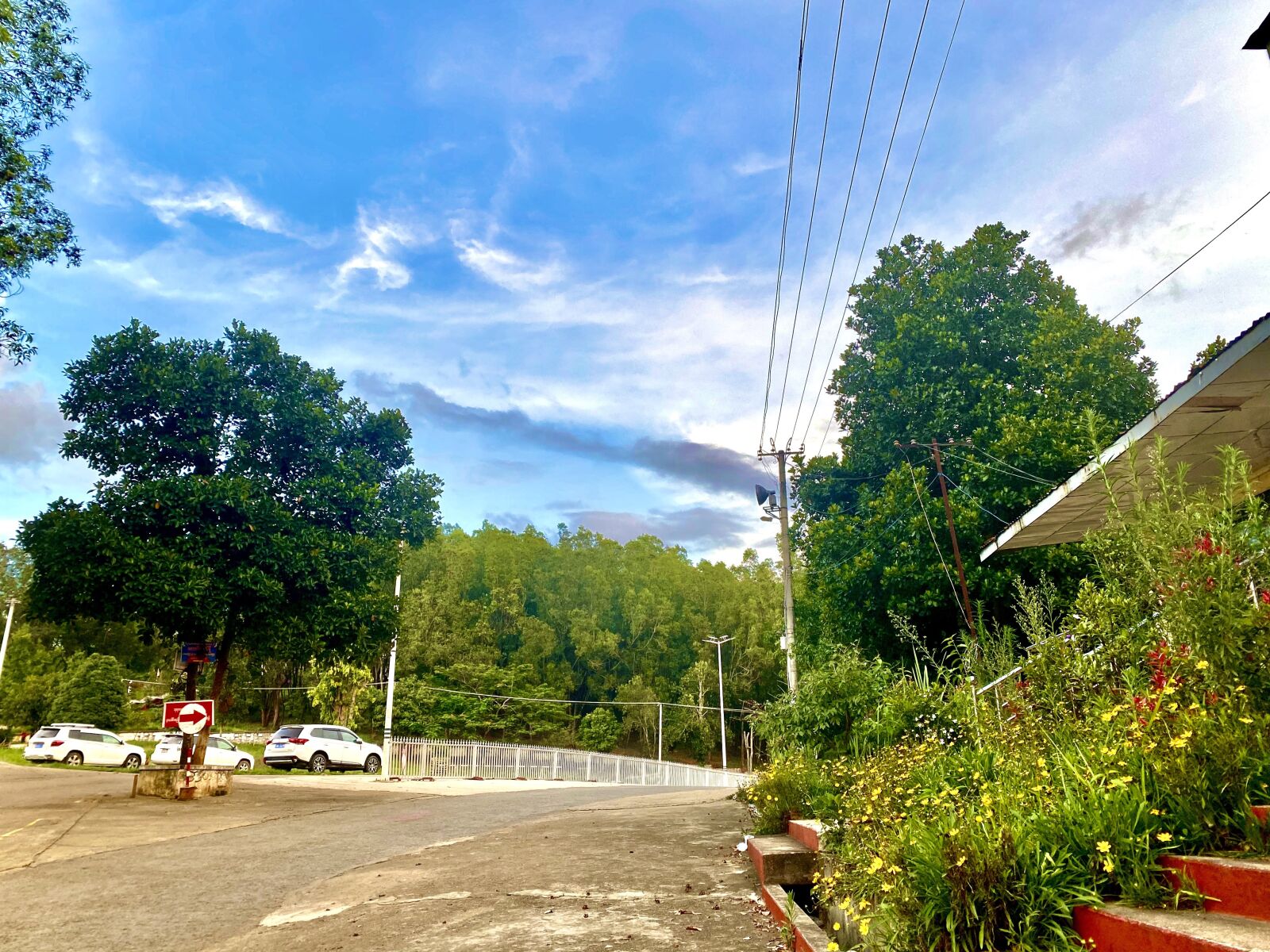 Apple iPhone 11 Pro Max sample photo. Road, and, forest photography