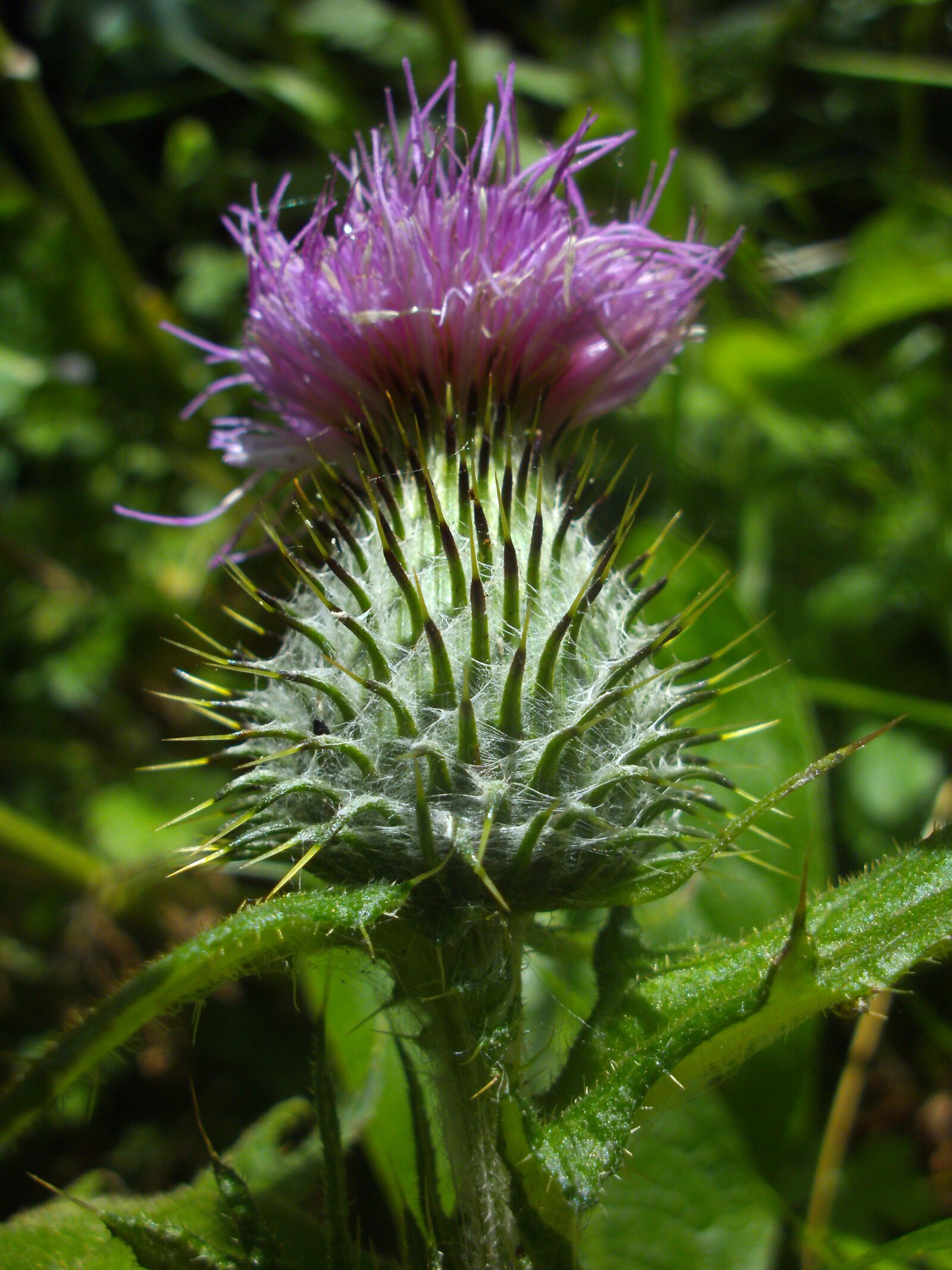 TRAVELER DC 120 sample photo. Thistle, summer, purple photography