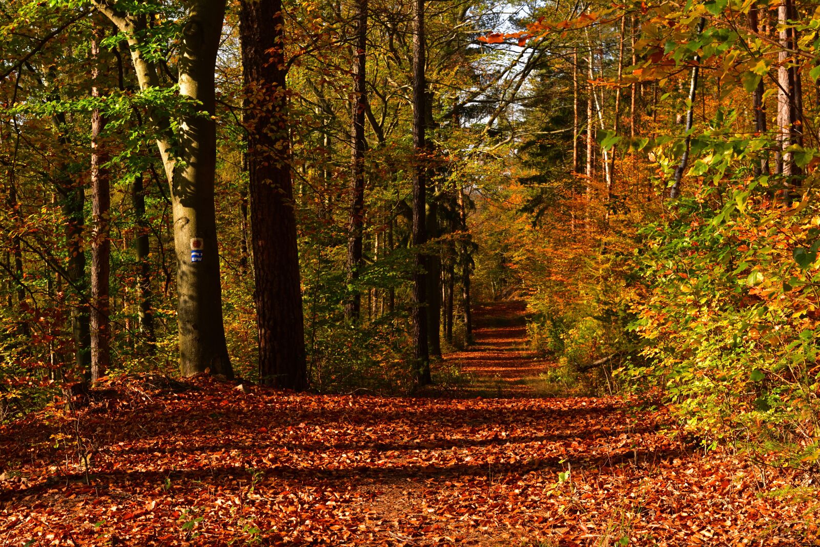 Nikon D5200 sample photo. Autumn, forest, forest path photography