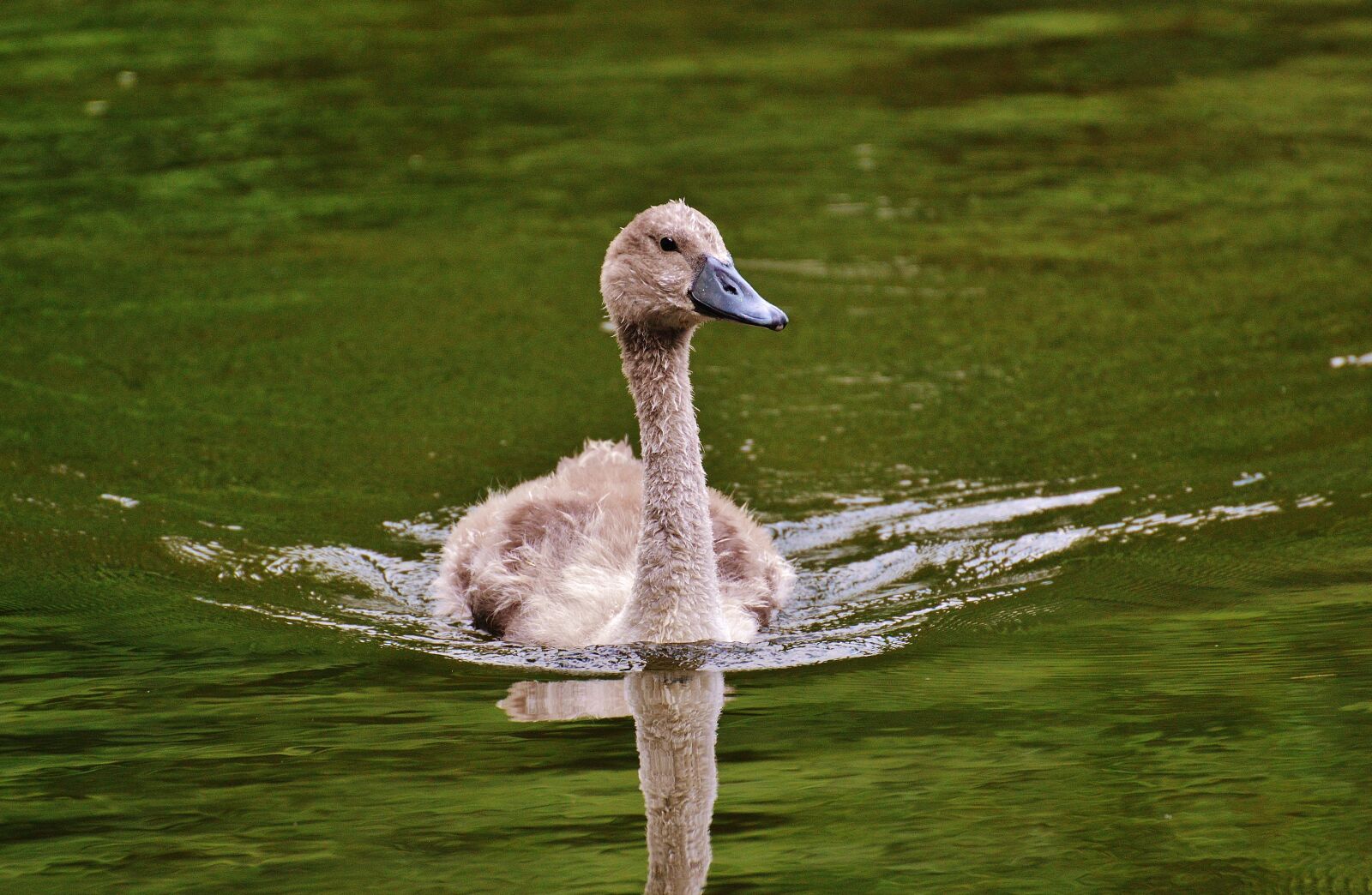 Nikon D3200 sample photo. Swan, young animal, bird photography