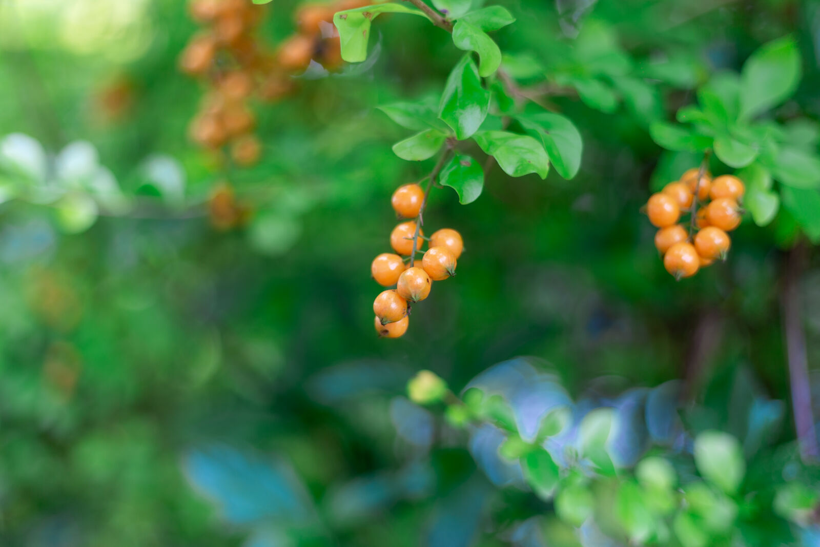 Canon EOS 6D sample photo