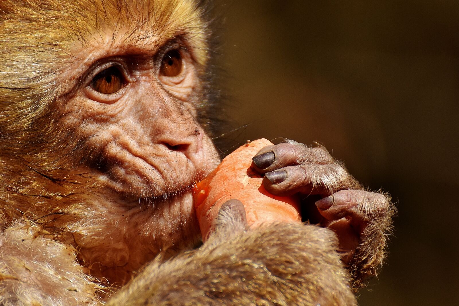Nikon D7200 sample photo. Barbary ape, eat, carrot photography