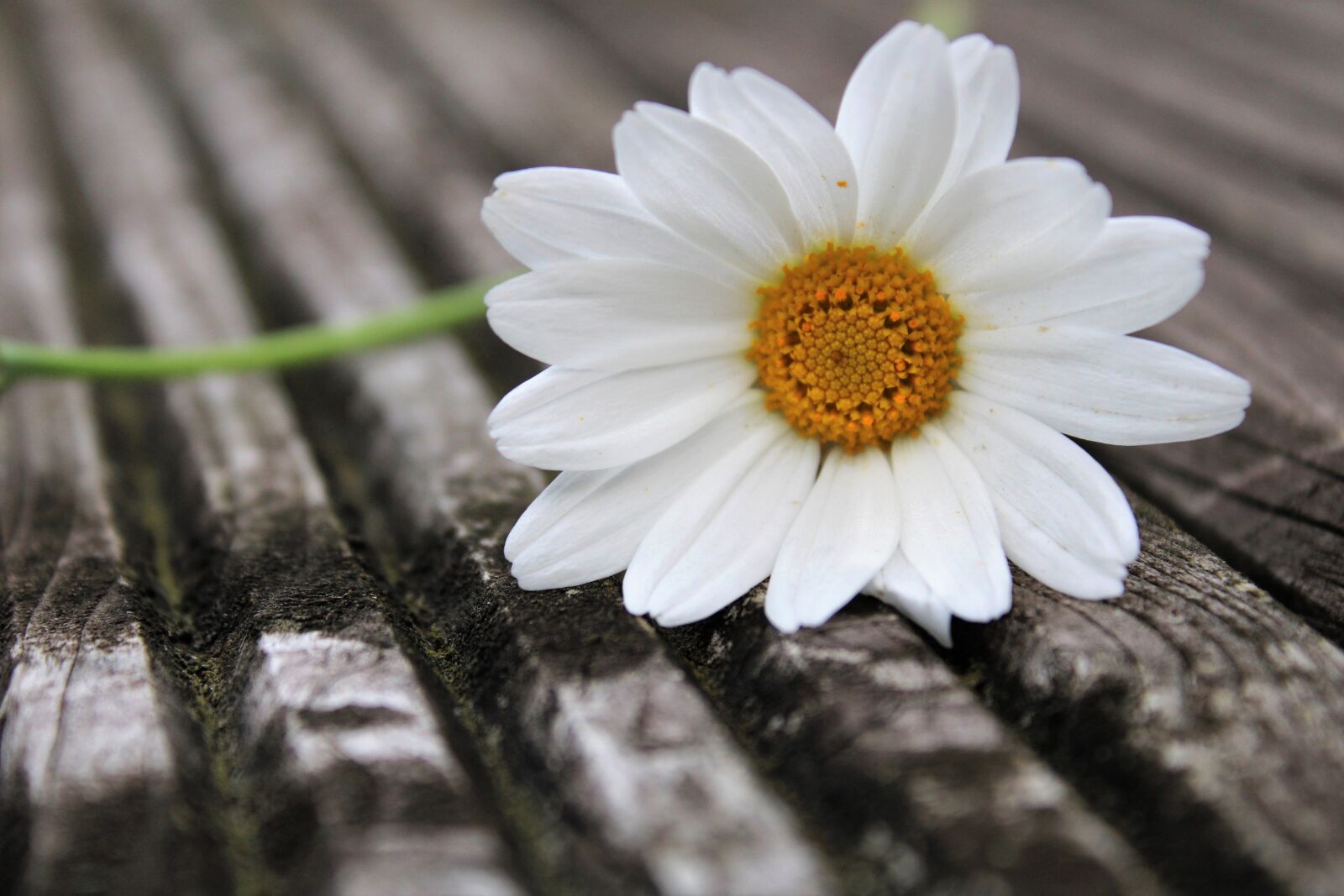Canon EOS 2000D (EOS Rebel T7 / EOS Kiss X90 / EOS 1500D) sample photo. Daisy, flower, feeling photography