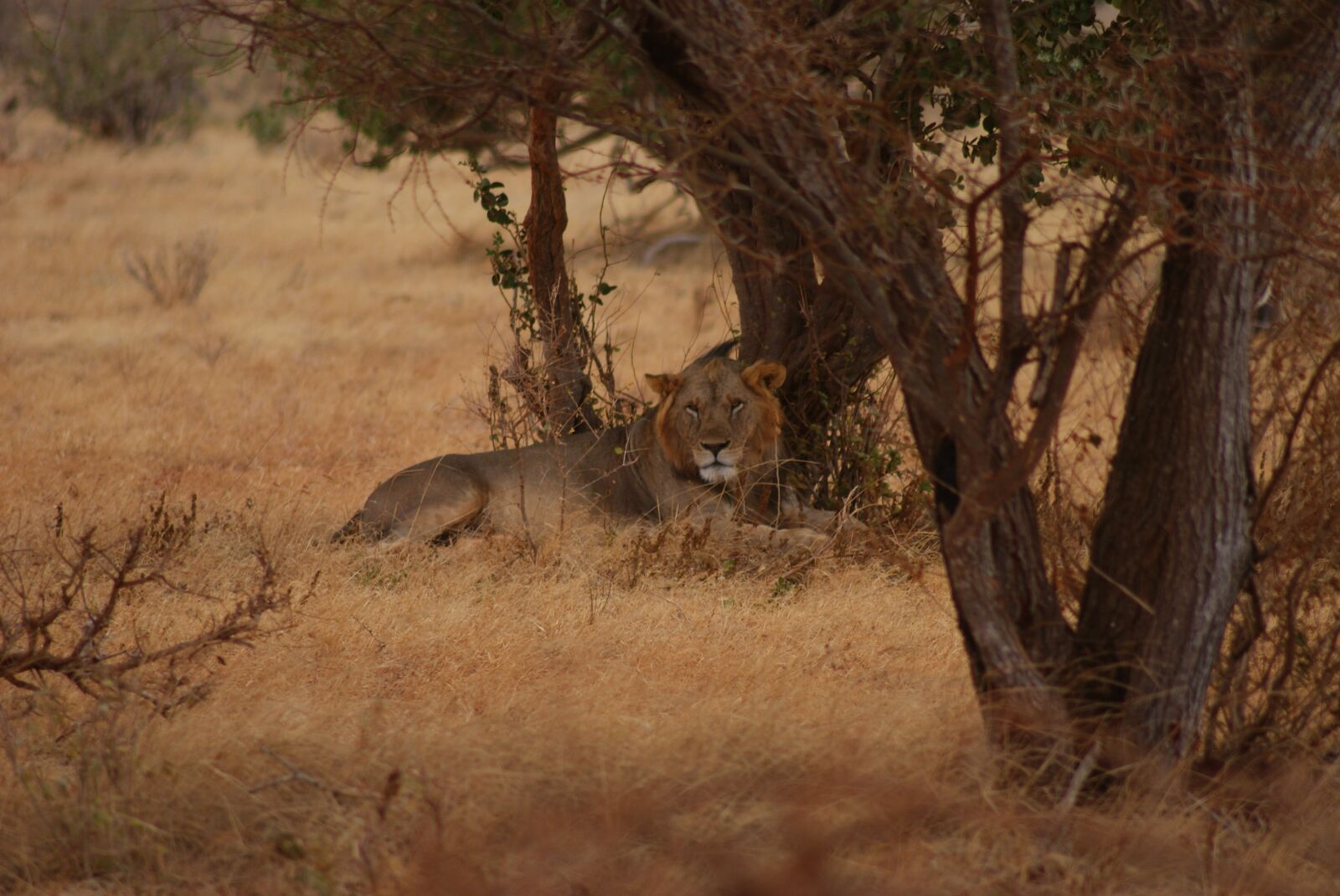Sony Alpha DSLR-A200 sample photo. Tree, nature, mammal photography