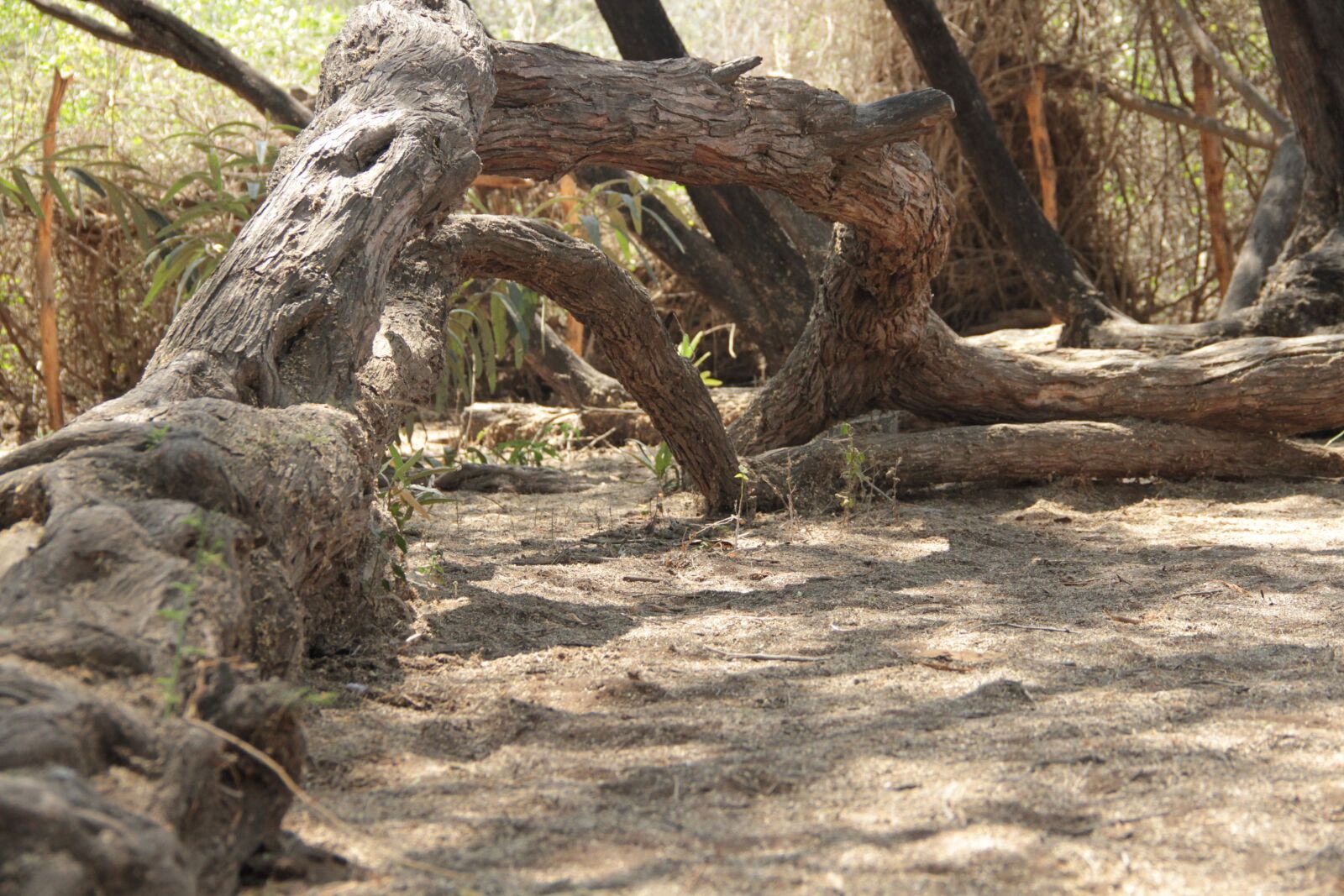 Canon EOS 7D sample photo. Trunk, nature, tree photography