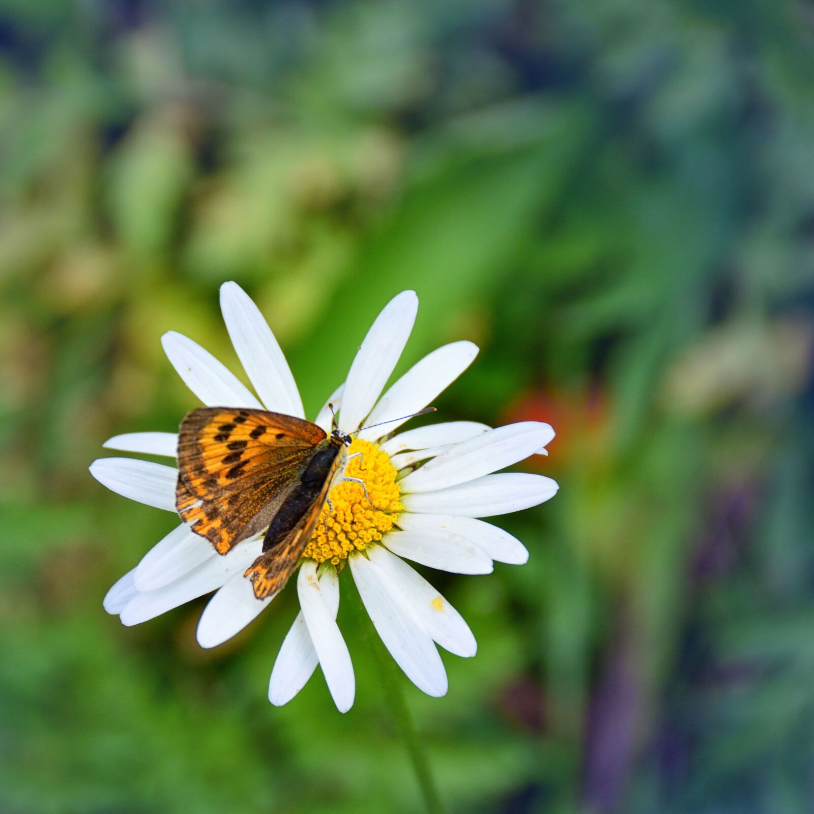 Nikon D5500 sample photo. Butterfly, blossom, bloom photography