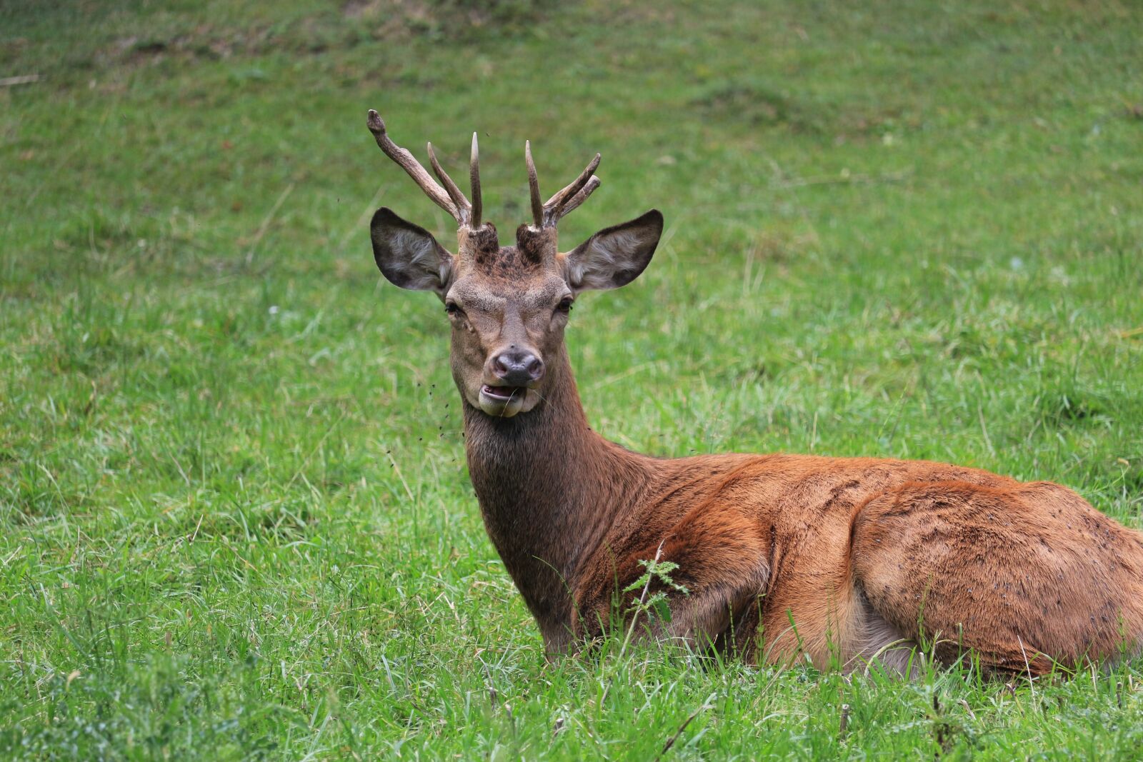 Canon EF-S 55-250mm F4-5.6 IS STM sample photo. Deer, horns, animal photography