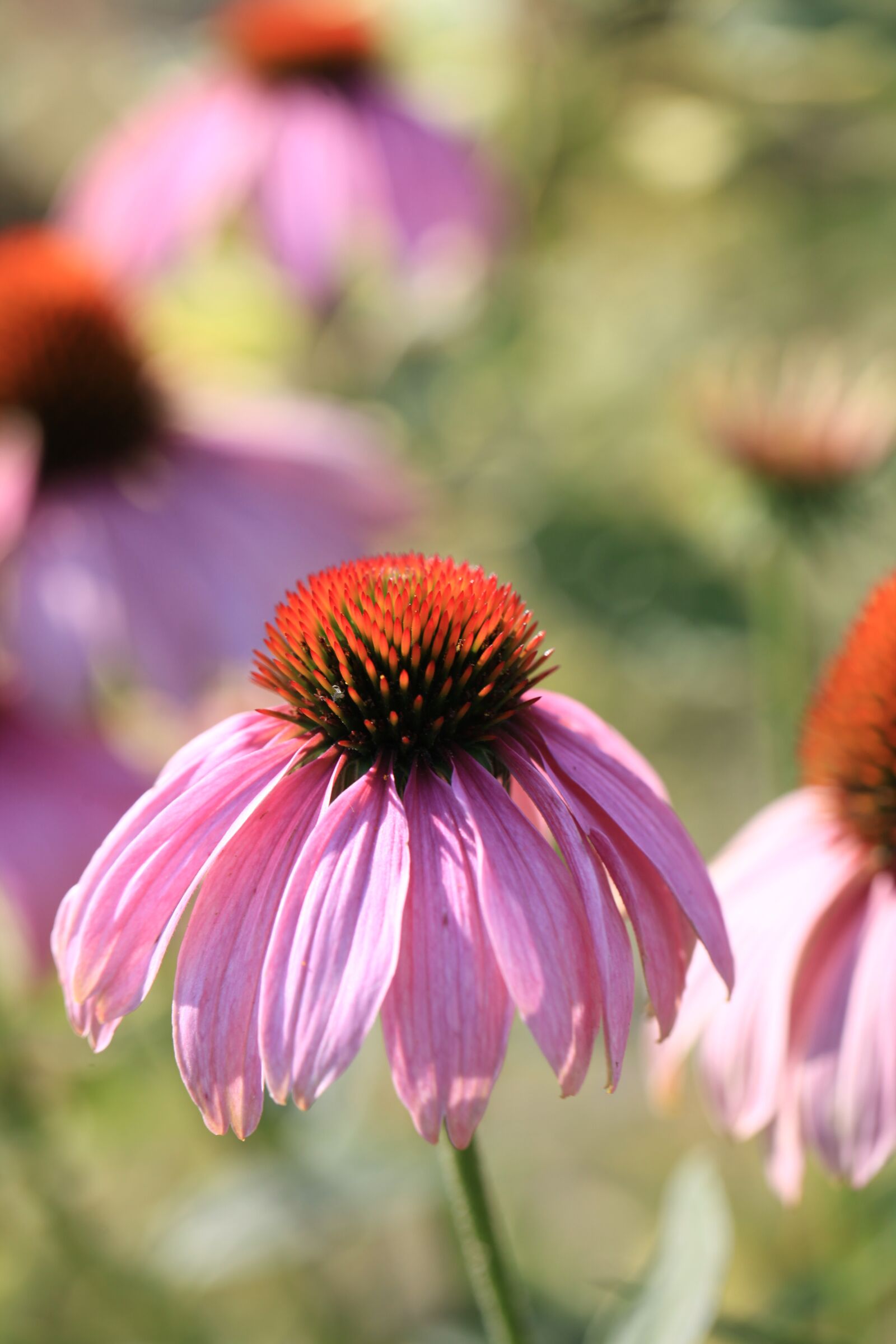 Canon EOS 5D Mark II sample photo. Purple coneflower, echinacea, flower photography