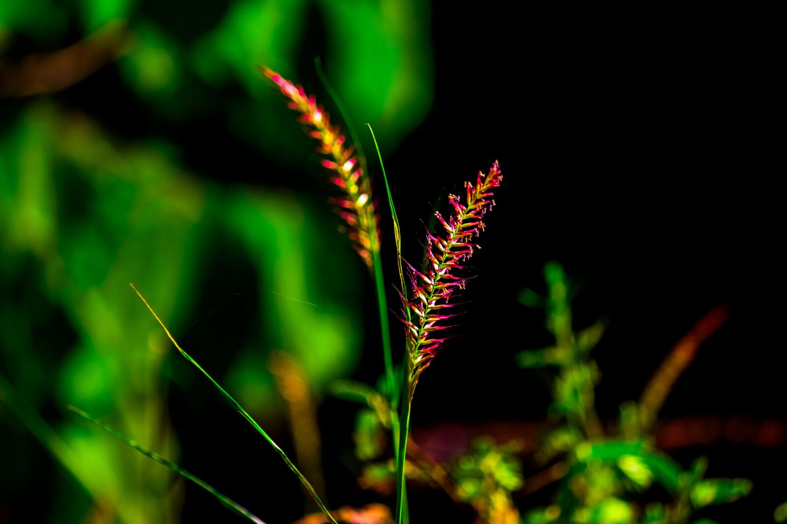 Canon EOS 700D (EOS Rebel T5i / EOS Kiss X7i) sample photo. Plant, beauty, garden photography