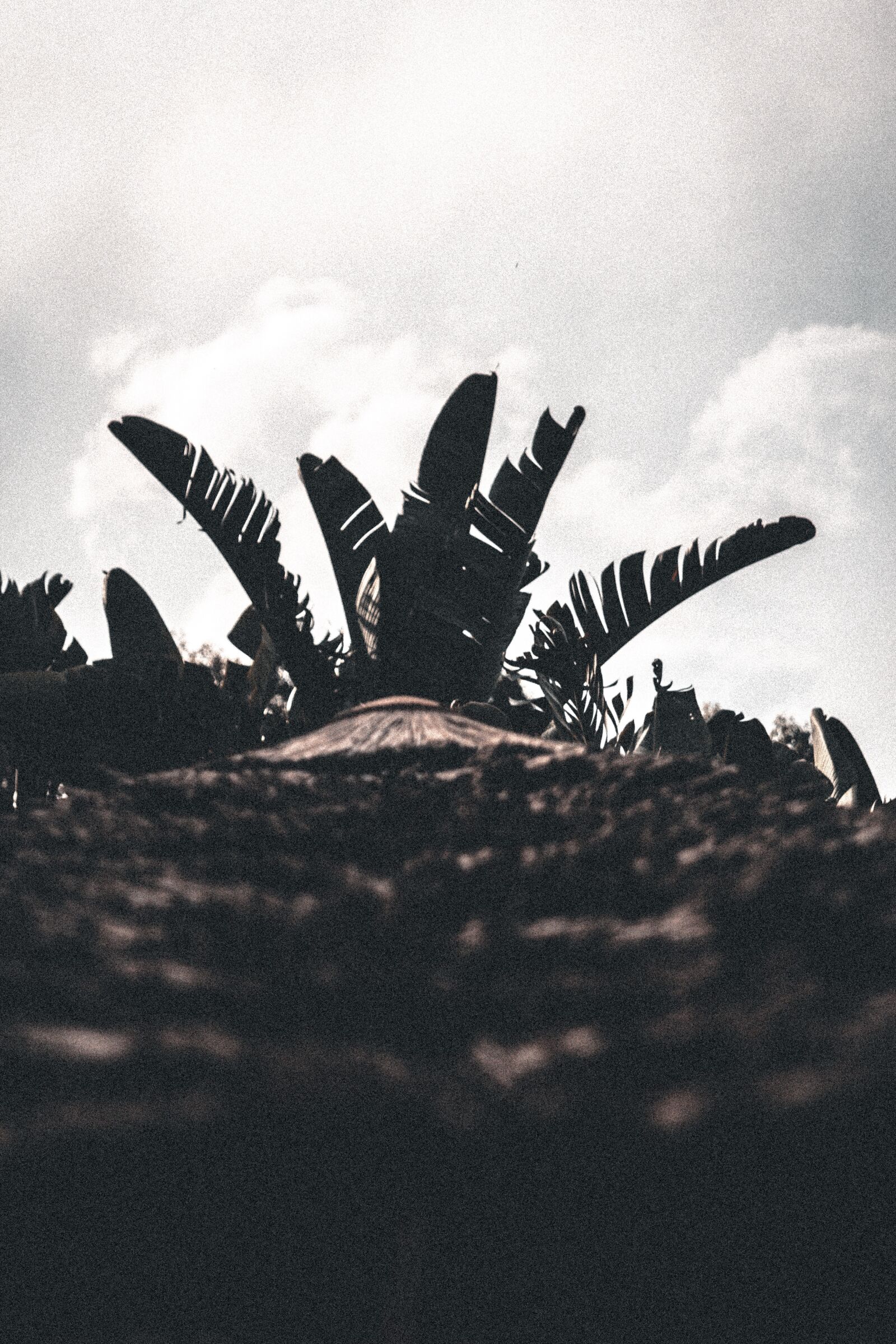 Canon EOS 60D sample photo. Tree, backdrop, palm tree photography