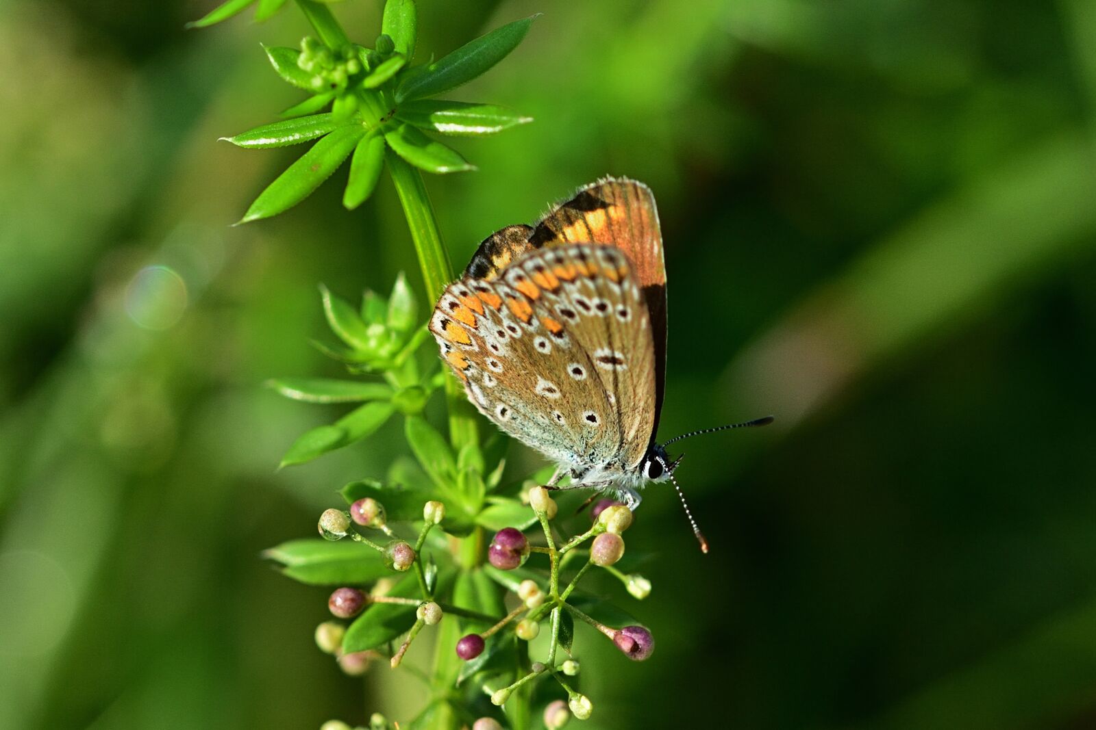 Nikon D5200 sample photo. Butterfly, banghal, sun photography