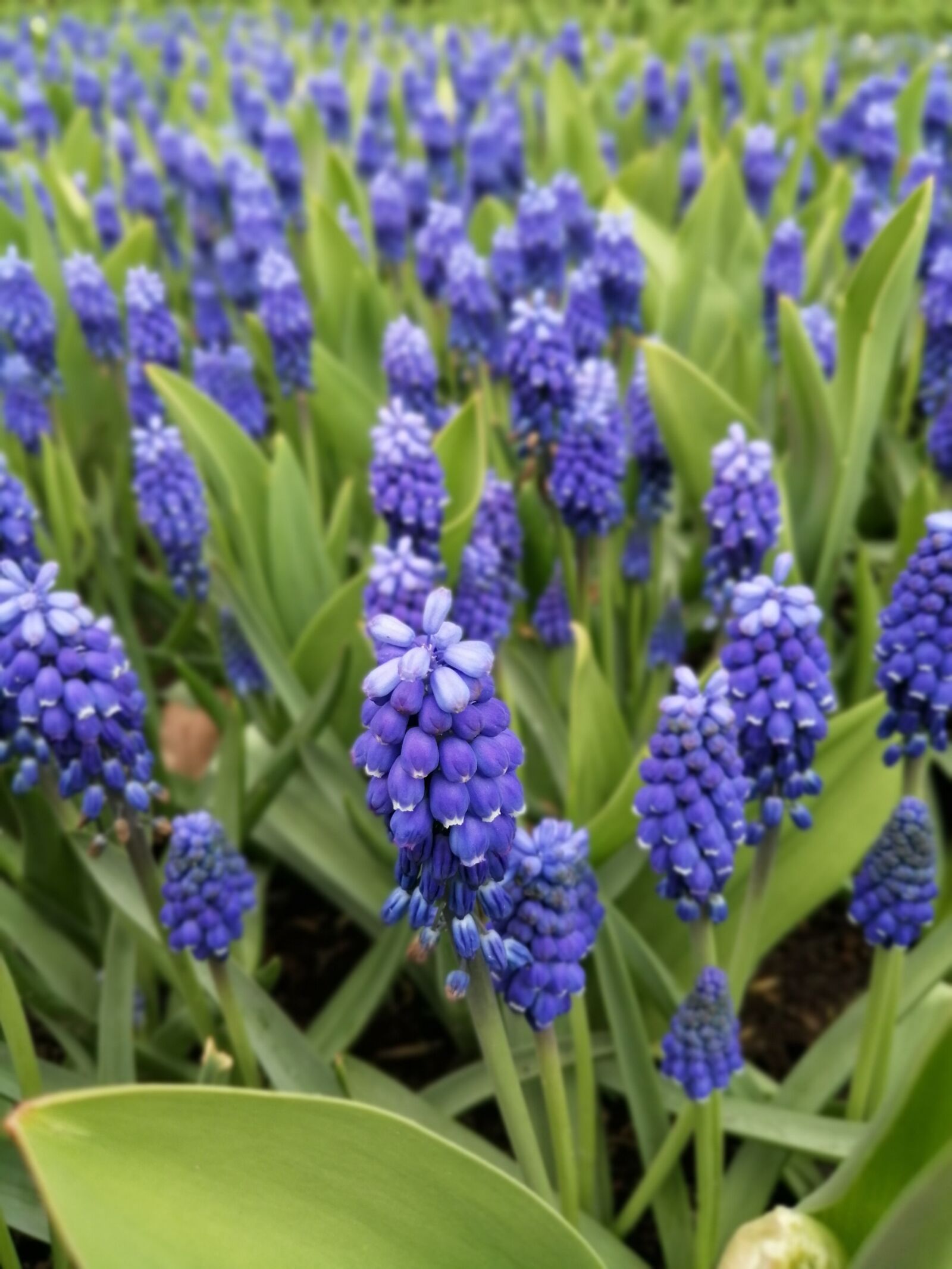 HUAWEI JKM-LX1 sample photo. Holland, keukenhof, flowers photography