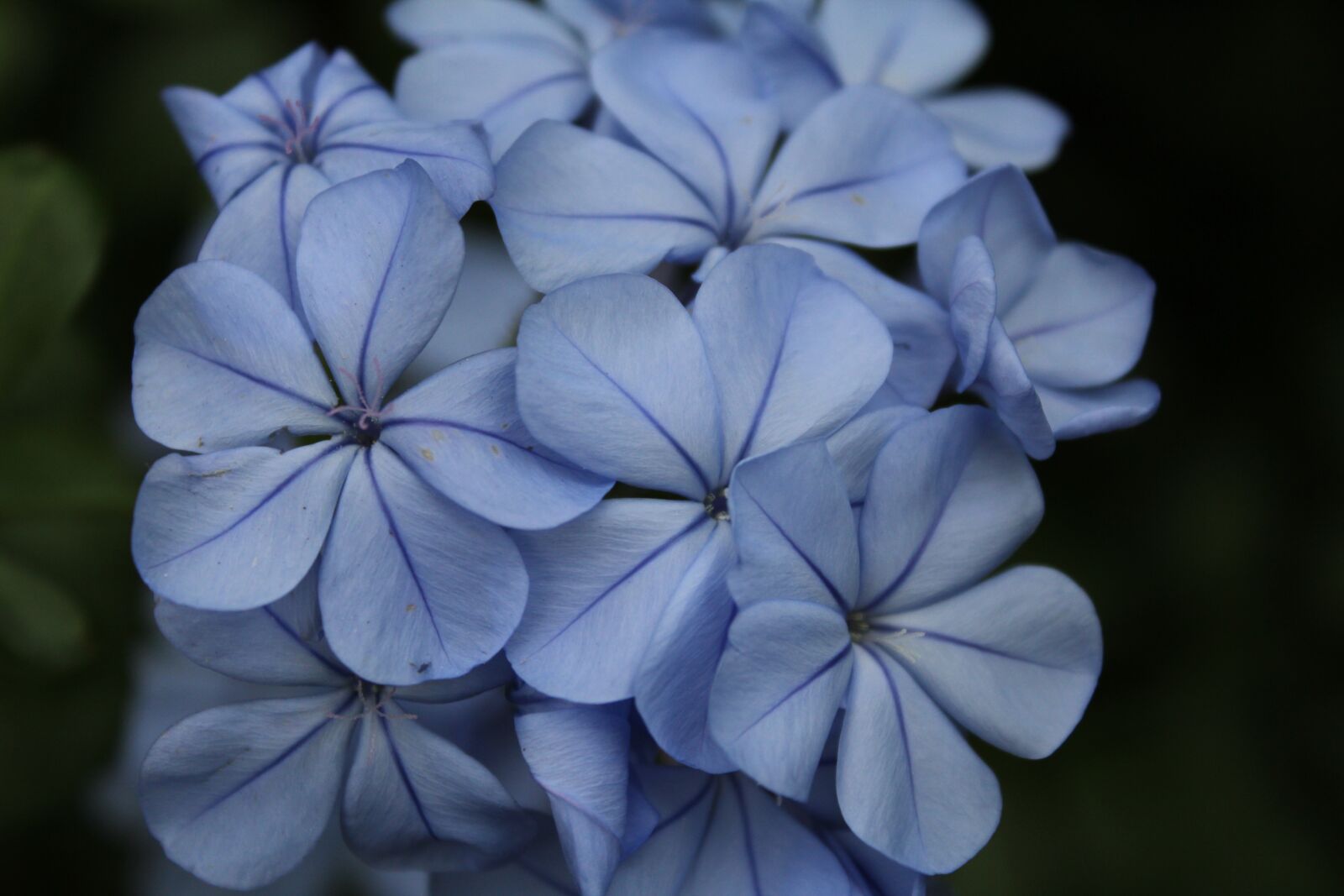 Canon EOS 1200D (EOS Rebel T5 / EOS Kiss X70 / EOS Hi) sample photo. Blue, purple, flowers photography