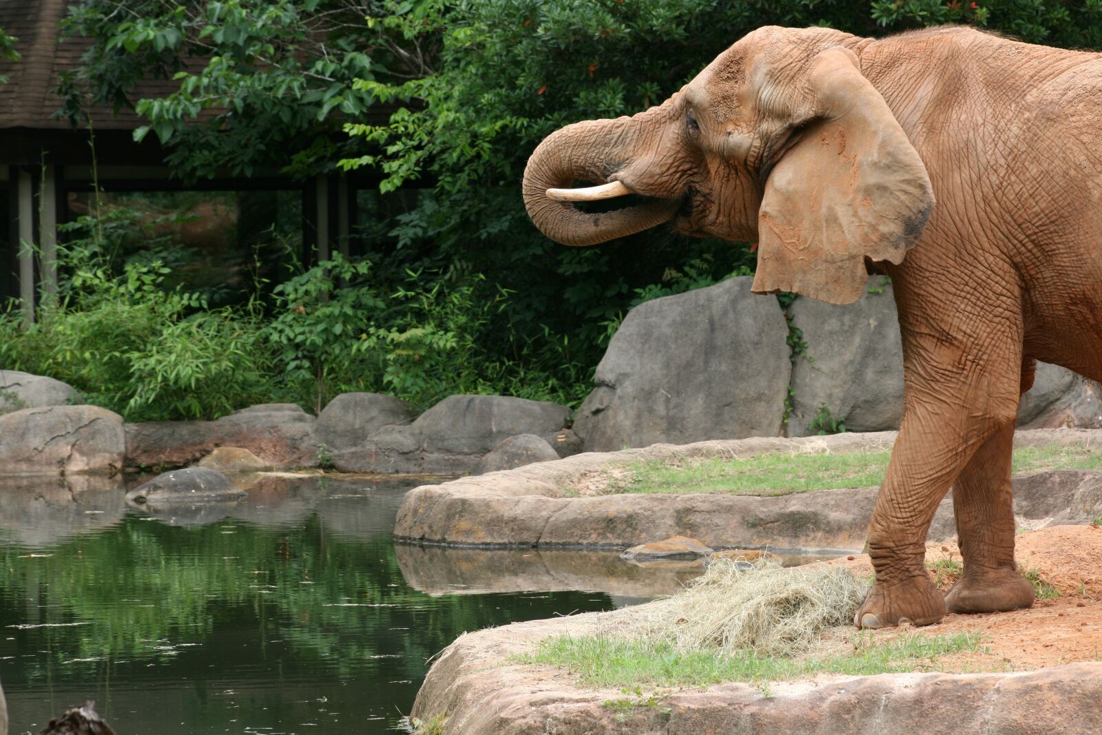 Canon EOS 400D (EOS Digital Rebel XTi / EOS Kiss Digital X) sample photo. Elephant, wild, wildlife photography