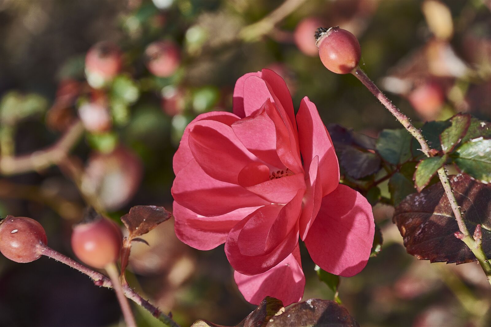 Nikon D7200 sample photo. Rosa, garden, flower photography